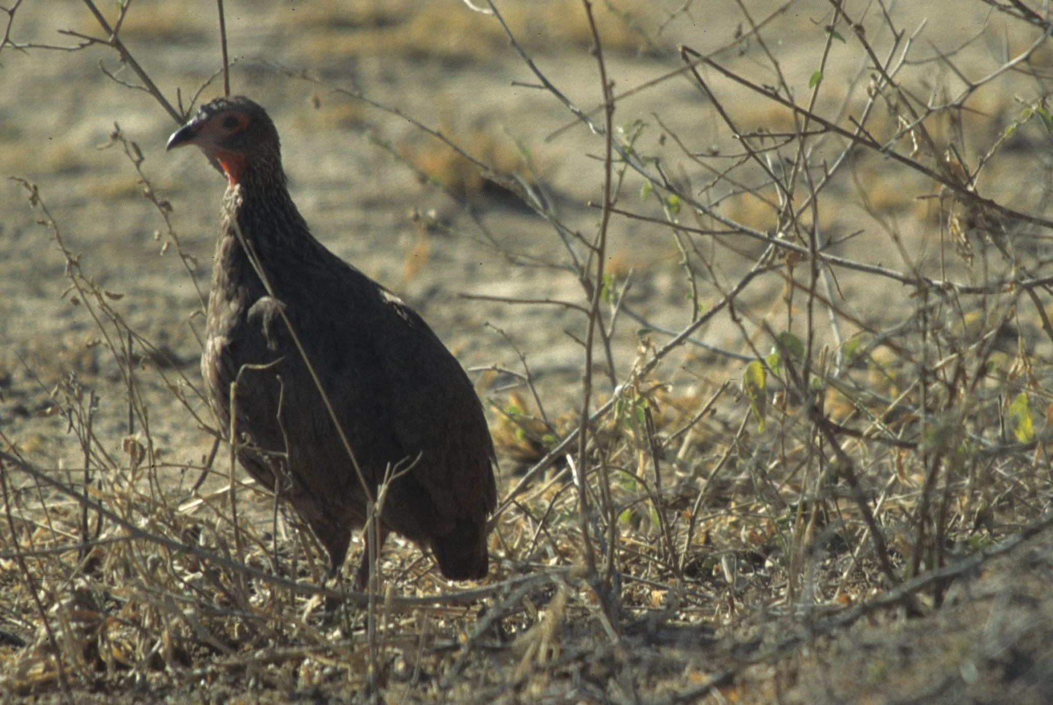 BIRDS - FRANCOLIN - SWAINSONS - KRUGER.jpg