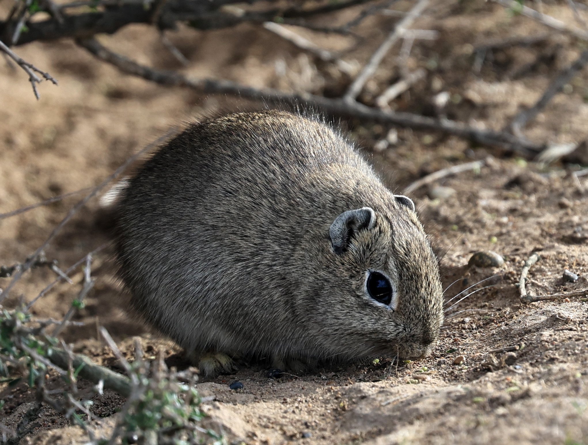 Southern Mountain Cavy (Microcavia australis) Valdes Peninsula, Chubut Province, Argentina Day 2 (1 (57).jpg