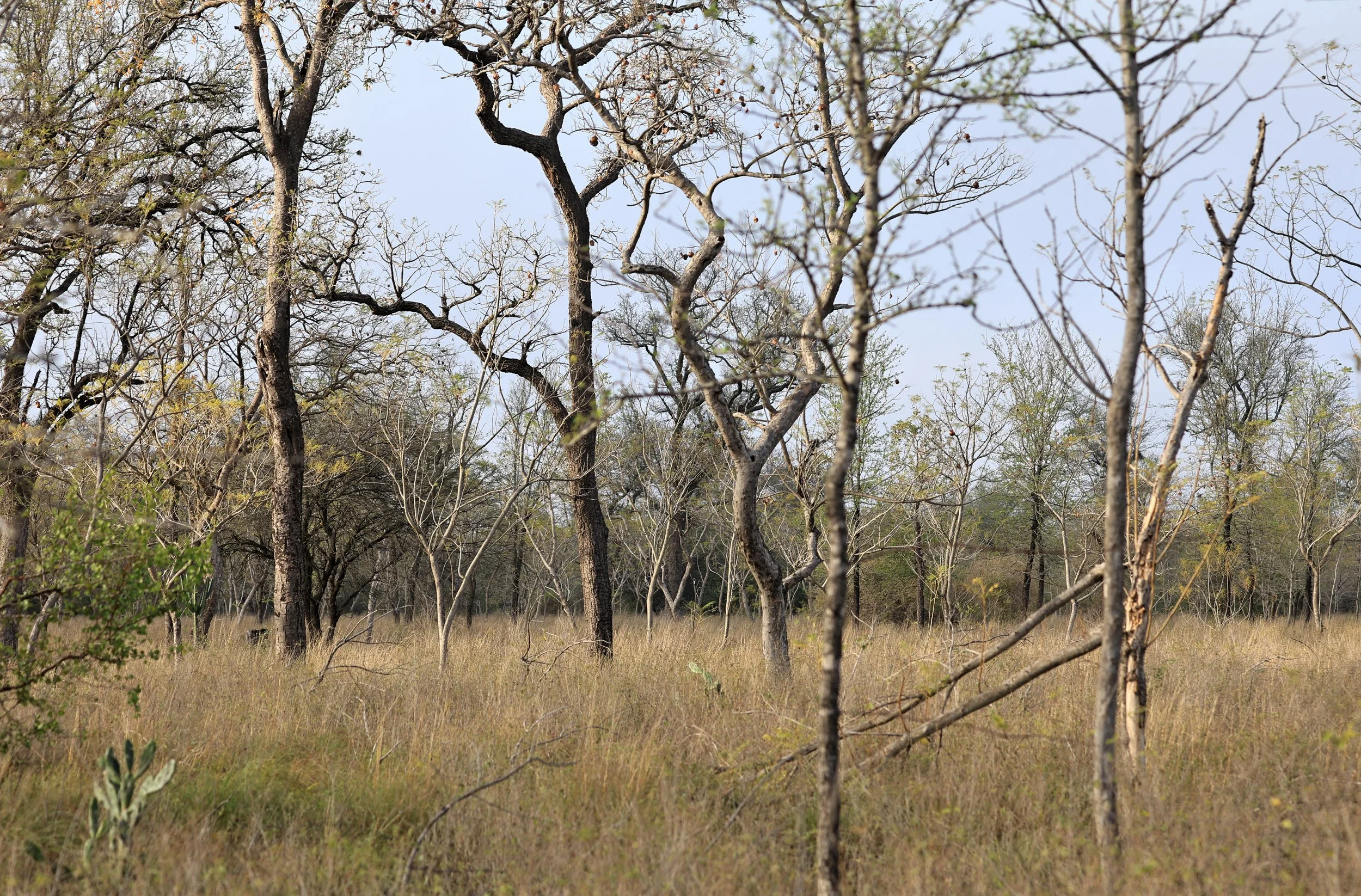 Selva Serena Natural Reserve (22).jpg