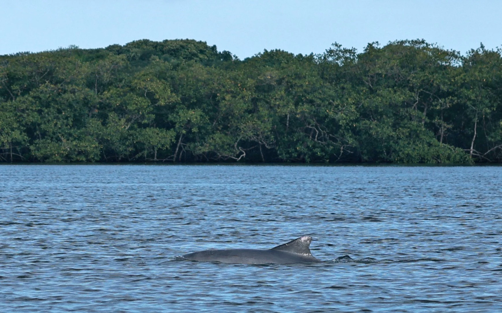 Guiana Dolphin (Sotalia guianensis) Superagüi National Park, Brazil (23).jpg