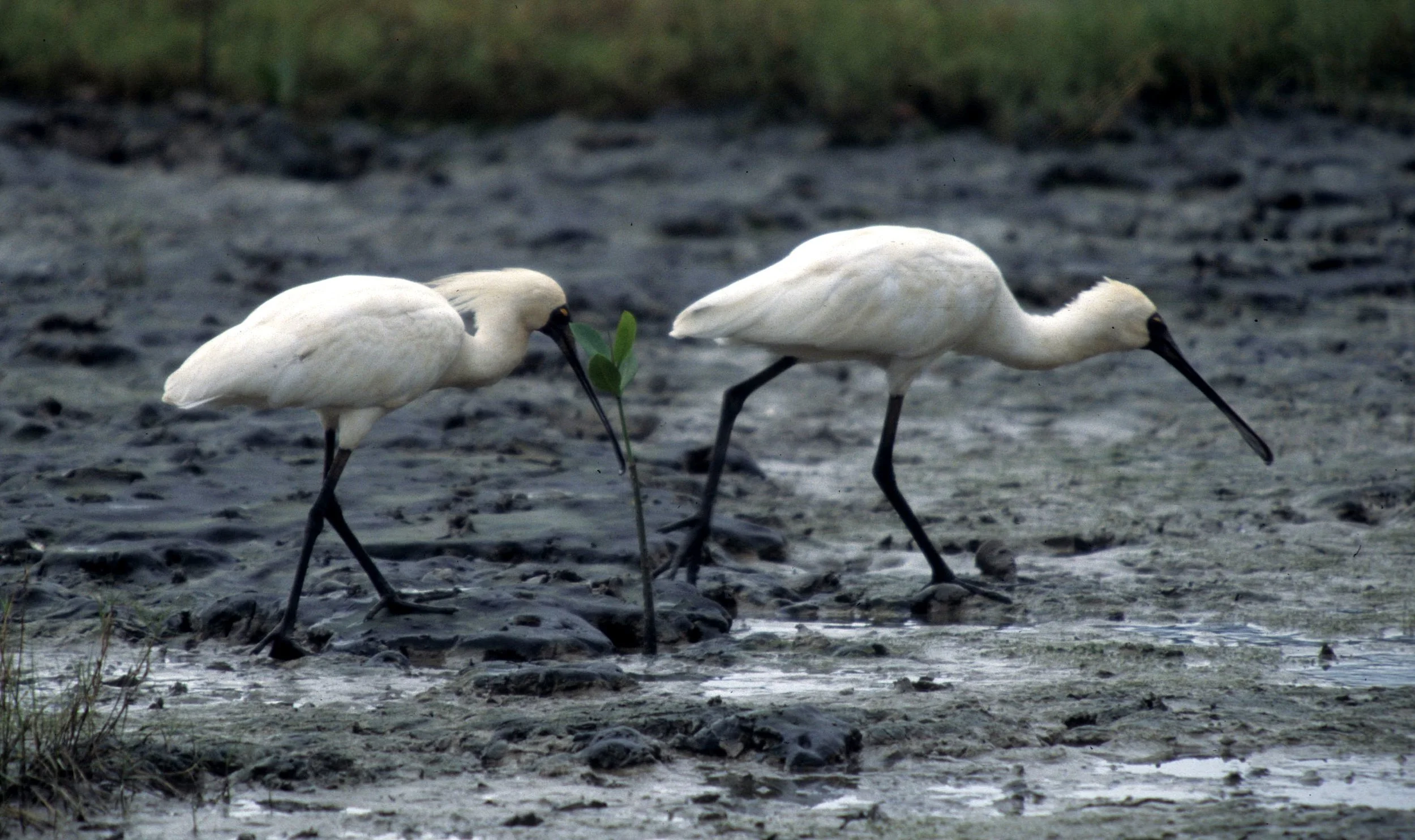 BIRD - SPOONBILL - ROYAL SPOONBILL - KAKADU NP A.jpg