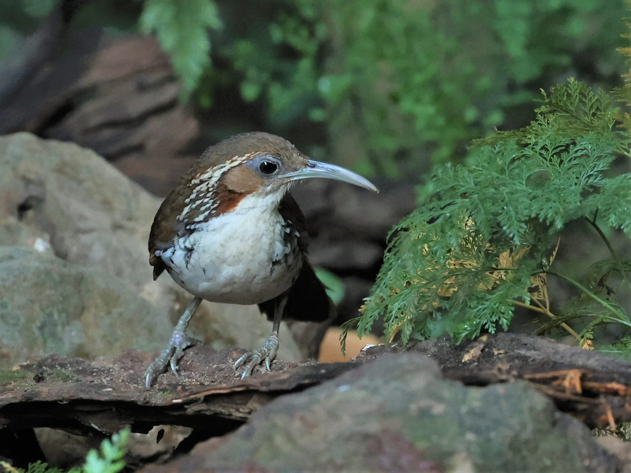 SCIMITAR BABBLER - Erythrogenys hypoleucos - LARGE SCIMITAR BABBLER - PETCHABURI PROVINCE - NUY HIDE NEAR KAENG KRACHAN JAN 2022 (35).jpg