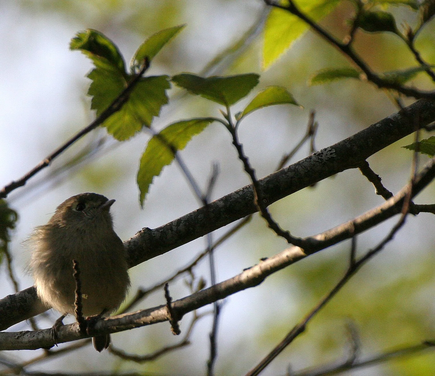 Hutton's Vireo (Vireo huttoni) Lake Farm Olympic Peninsula Washington (37).JPG