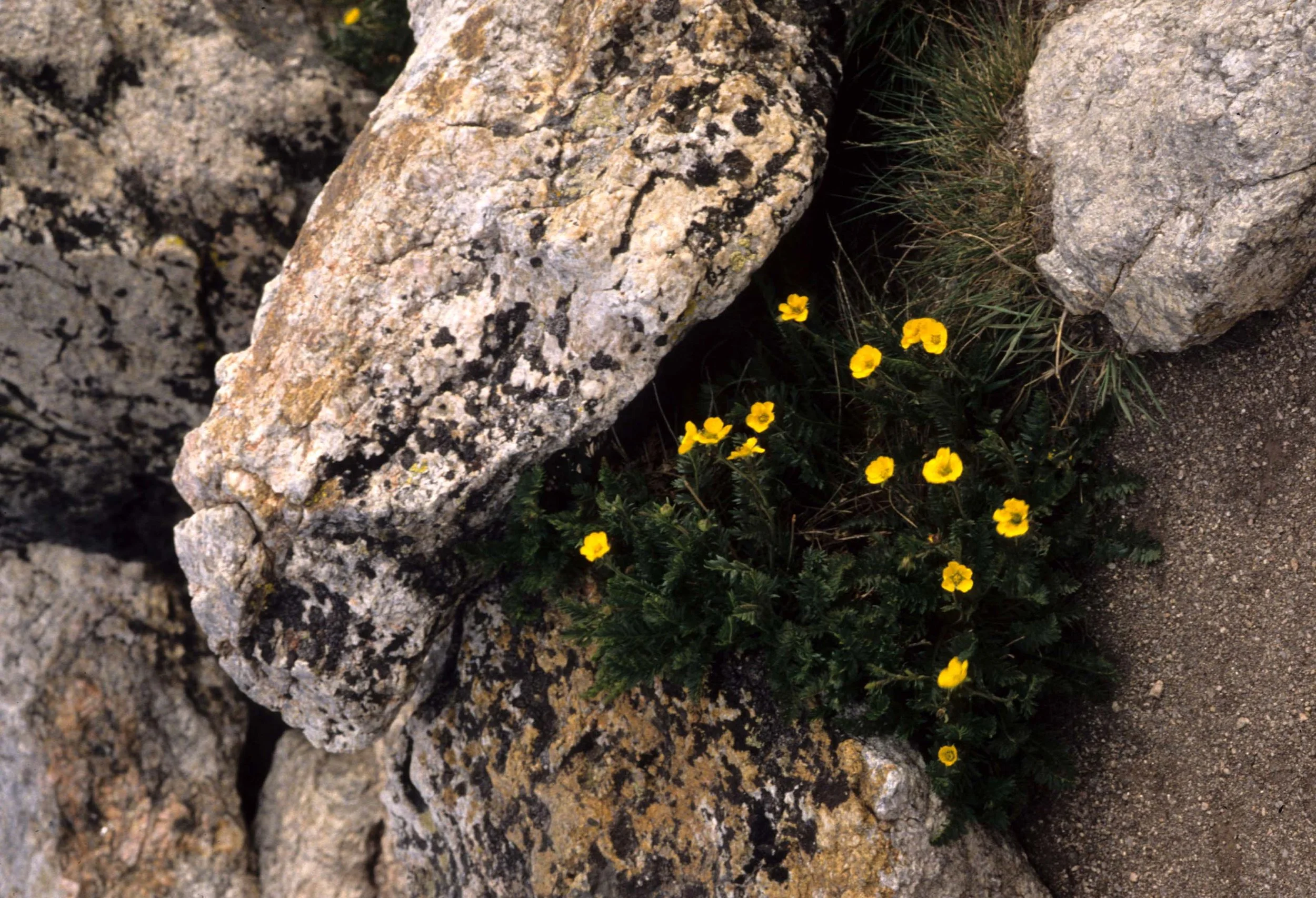 CALIFORNIA - POINT REYES - CINQUIFOIL SPECIES.jpg