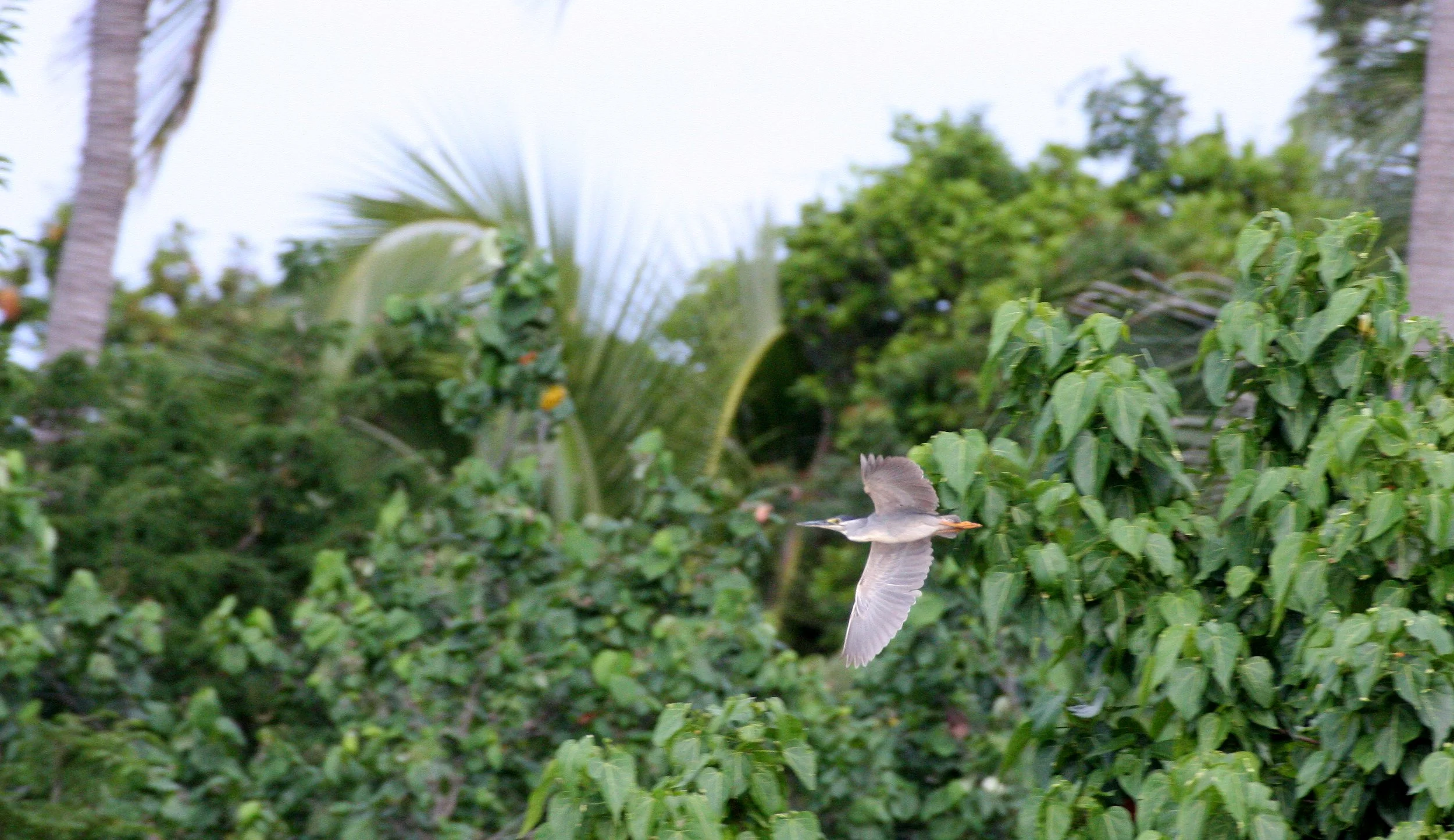 HERON - BLACK-CROWNED NIGHT HERON - Nycticorax nycticorax - KOH LANTA THAILAND (1).JPG