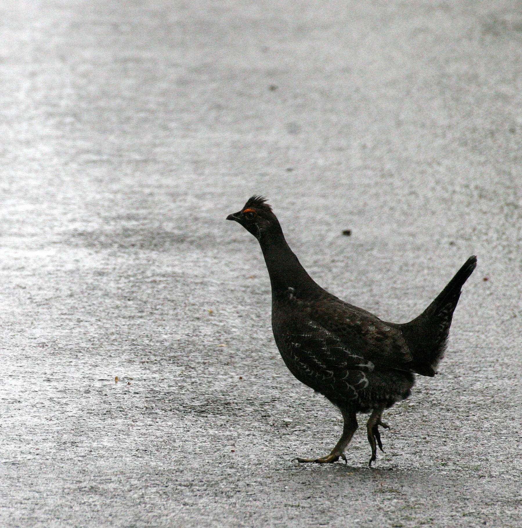BIRD - GROUSE - BLUE GROUSE - DUNCAN CEDAR TREE ROAD - HOH RIVER VALLEY WA (19).JPG