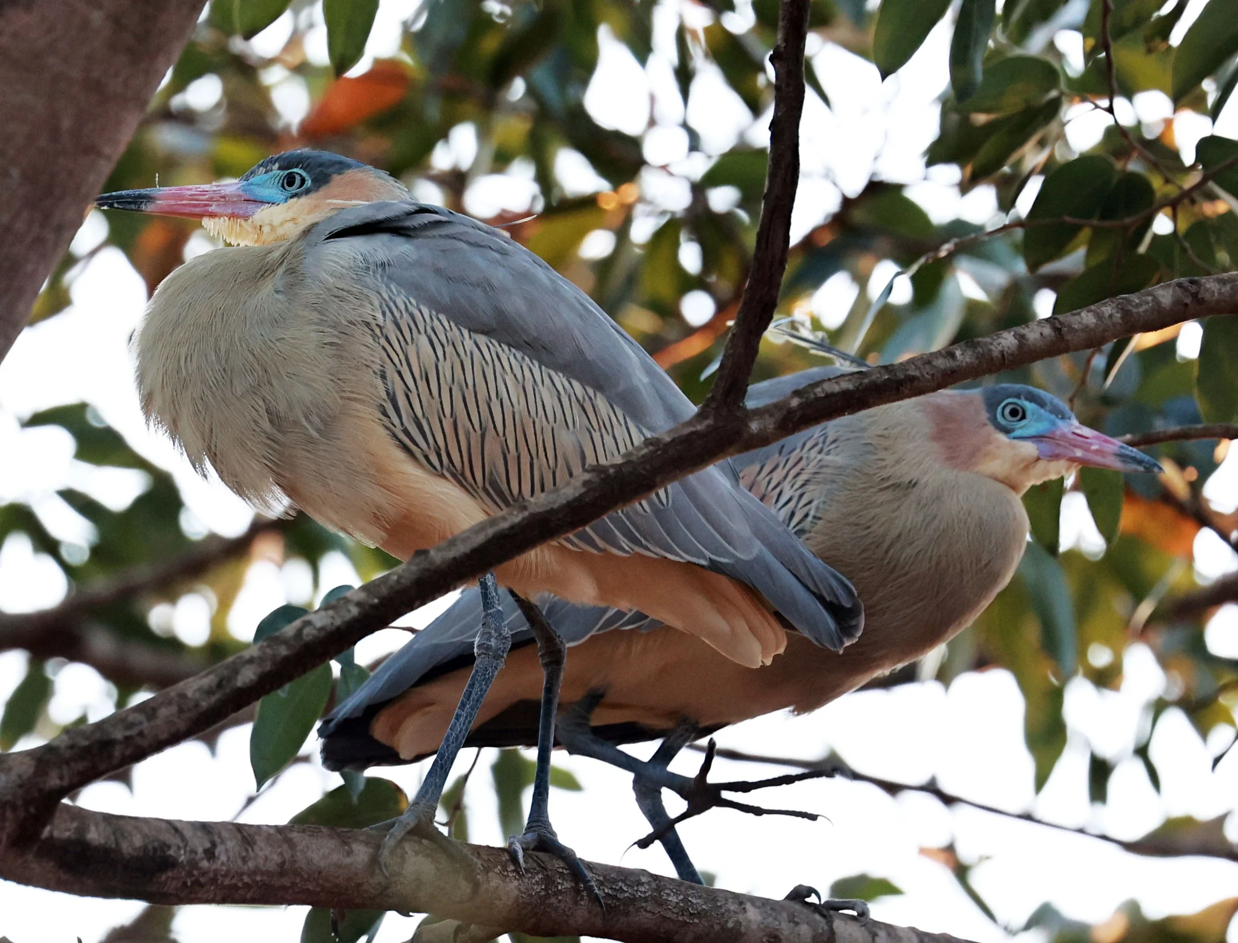 Heron - Whistling Heron - Syrigma sibilatrix - Emas National Park, Goias State, Brazil (11).jpg