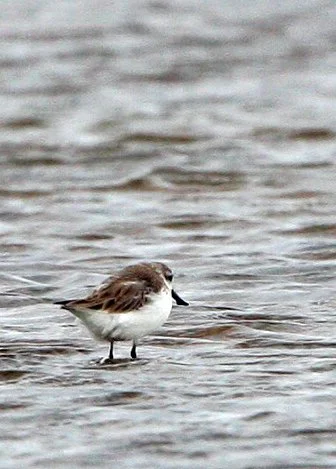 SANDPIPER - SPOON-BILLED SANDPIPER - Calidris pygmeus - PAK THALE PETCHABURI PROVINCE THAILAND (27).JPG