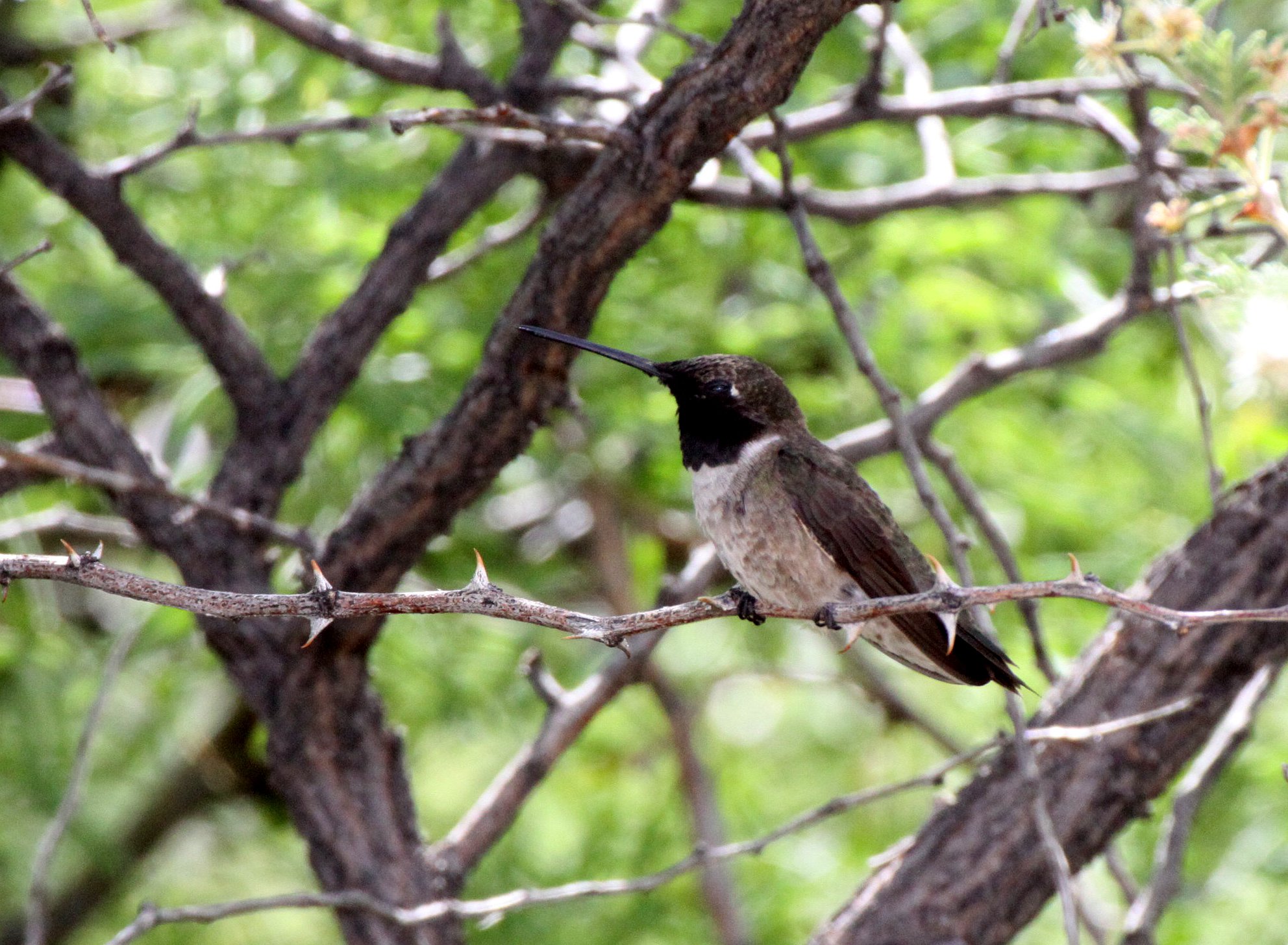 BIRD - HUMMINGBIRD - BLACK-CHINNED HUMMINGBIRD - DRIPPING SPRING NEW MEXICO (5).JPG