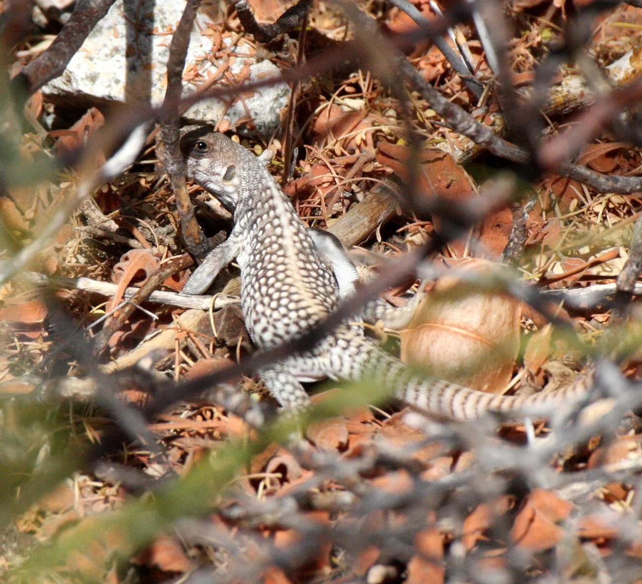 Dipsosaurus catalinensis - CATALINA ISLAND DESERT IGUANA - ISLA SANTA CATALINA BAJA MEXICO  (15).JPG