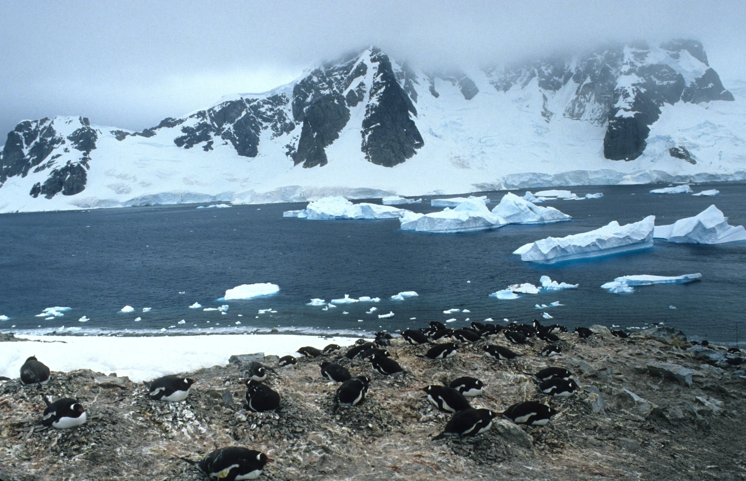 Gentoo Penguin (Pygoscelis papua) Danco Island Antarctic Peninsula (37).jpg