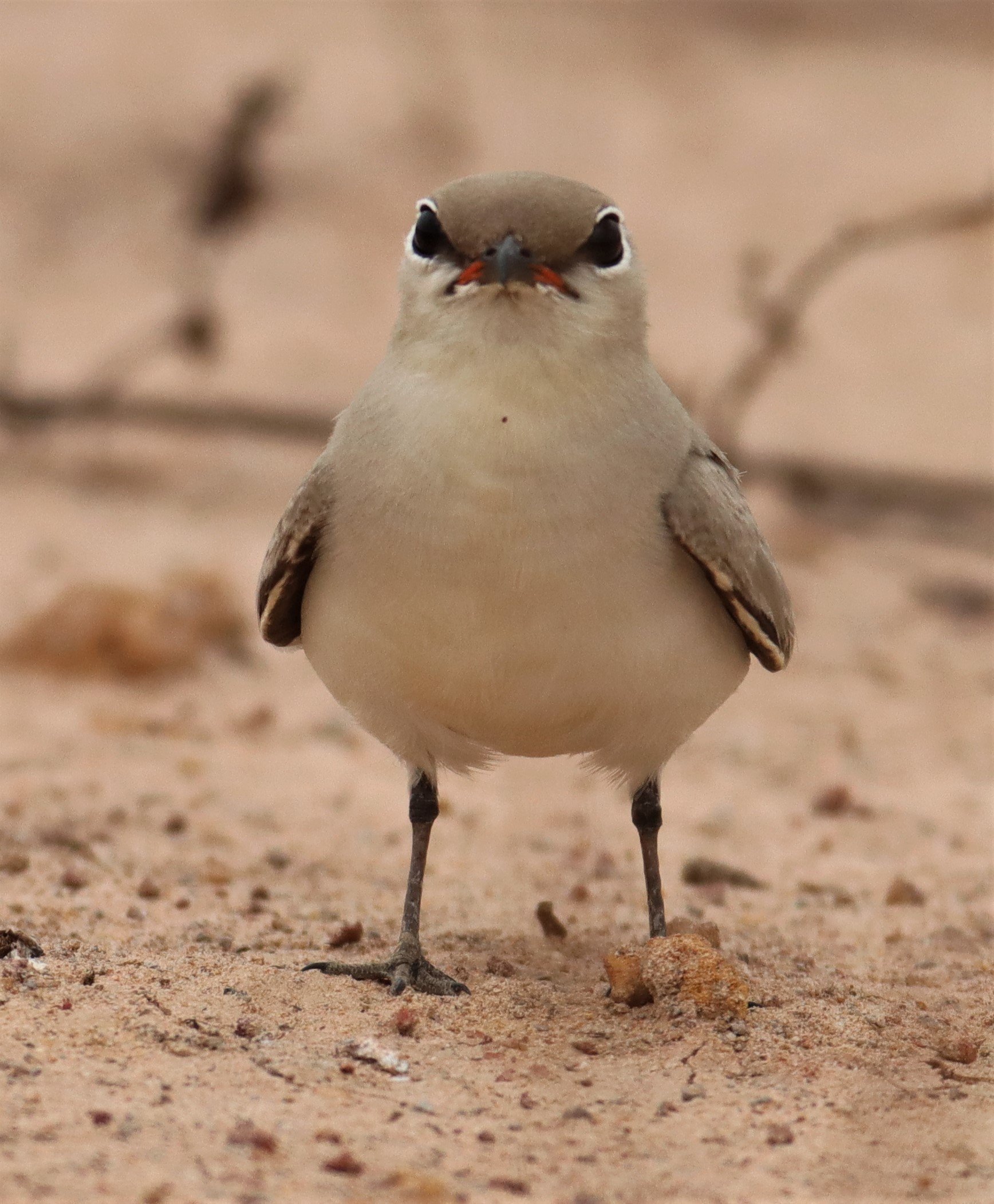 PRATINCOLE - SMALL PRATINCOLE - Glareola lactea - KABIN BURI WETLANDS 15KM OUT ON 304 (25).jpg