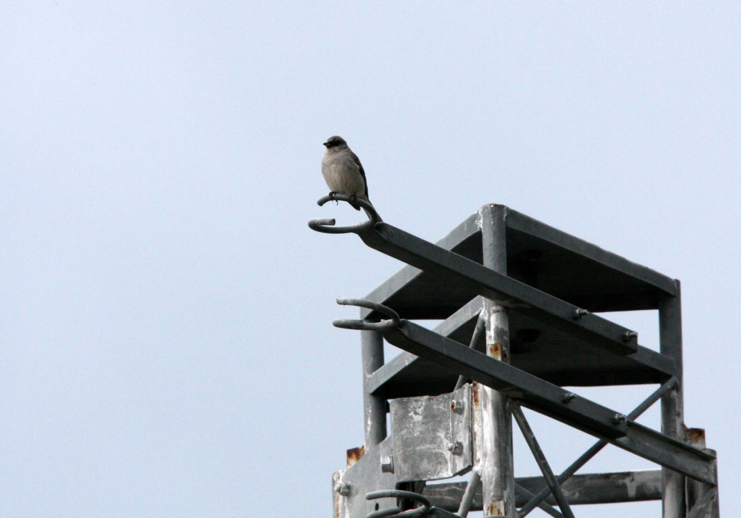 BIRD - SPECIES UNIDENTIFIED - SUNSPOT NEW MEXICO (2).JPG