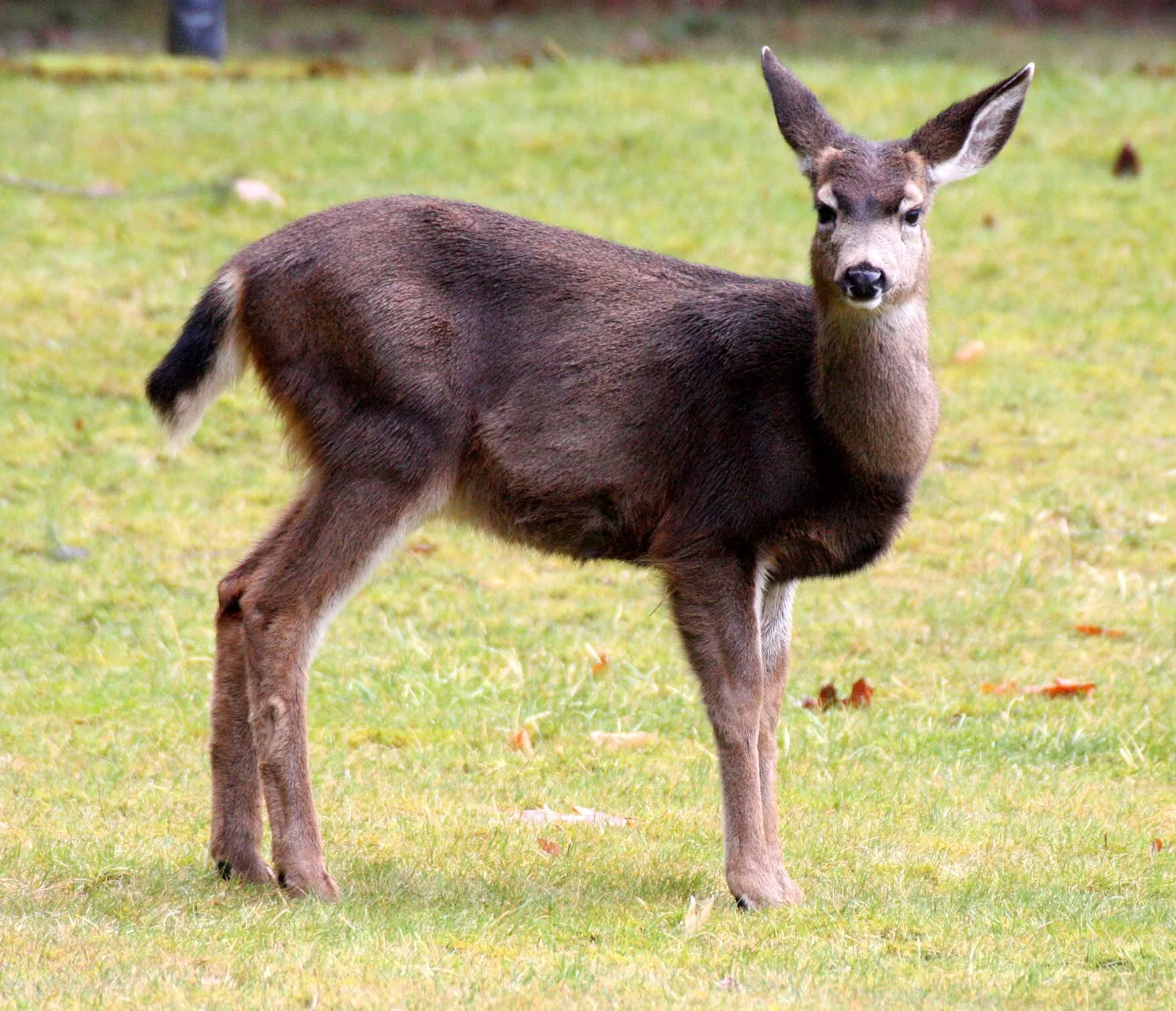 CERVID - DEER - BLACK-TAILED DEER - COLUMBIA BLACK-TAILED DEER - LAKE CRESCENT WA (2).JPG