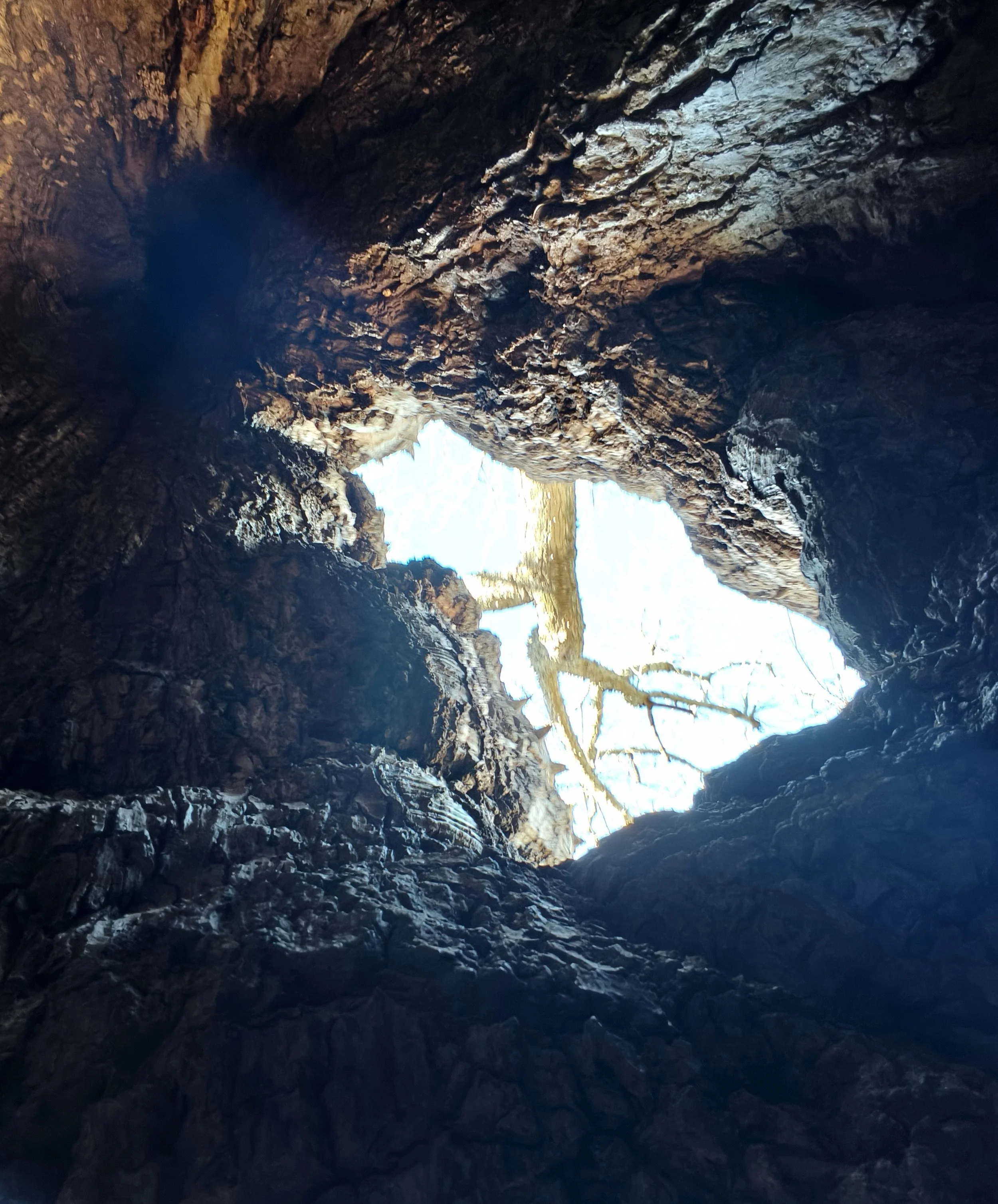 Yuchán tree (Ceiba chodatii) - Inside the hollow of the tree facing up 