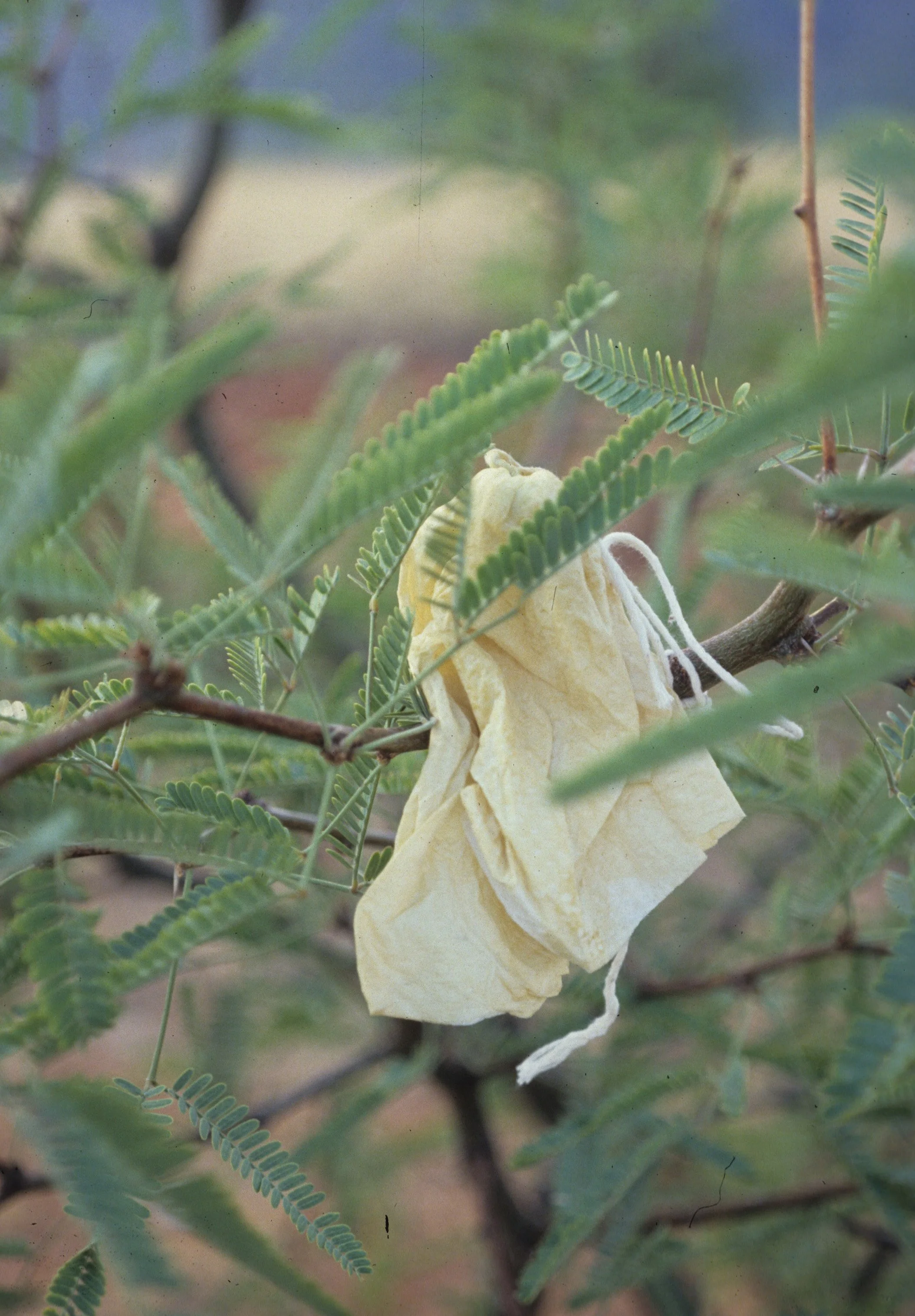 ARIZONA - MADERA CANYON - RESEARCH - DATA COLLECTION R.jpg