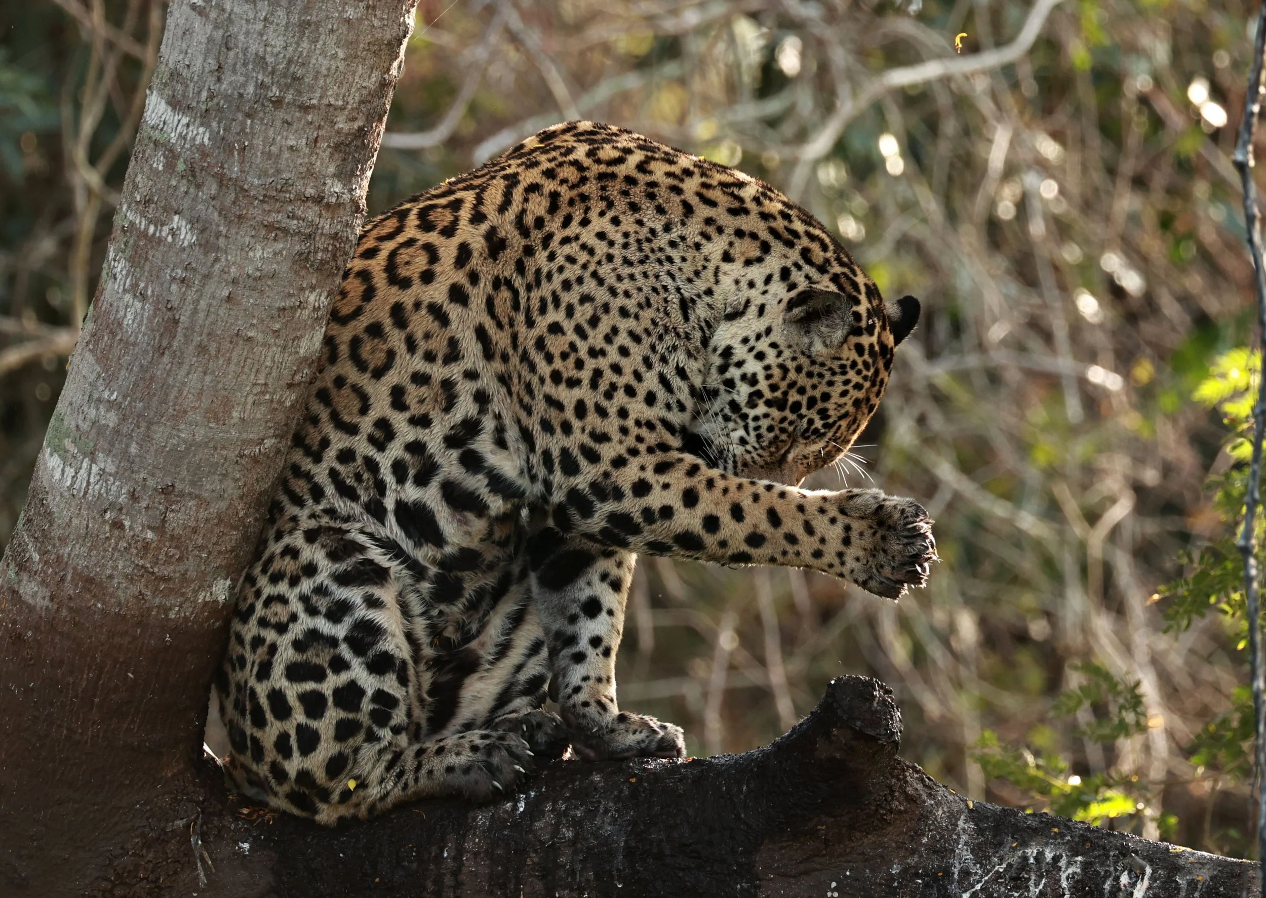 Panthera onca - Jaguar - Pantanal, Encontro das Águas State Park, Porto Jofre, Cuiaba River, Brazil (533).jpg