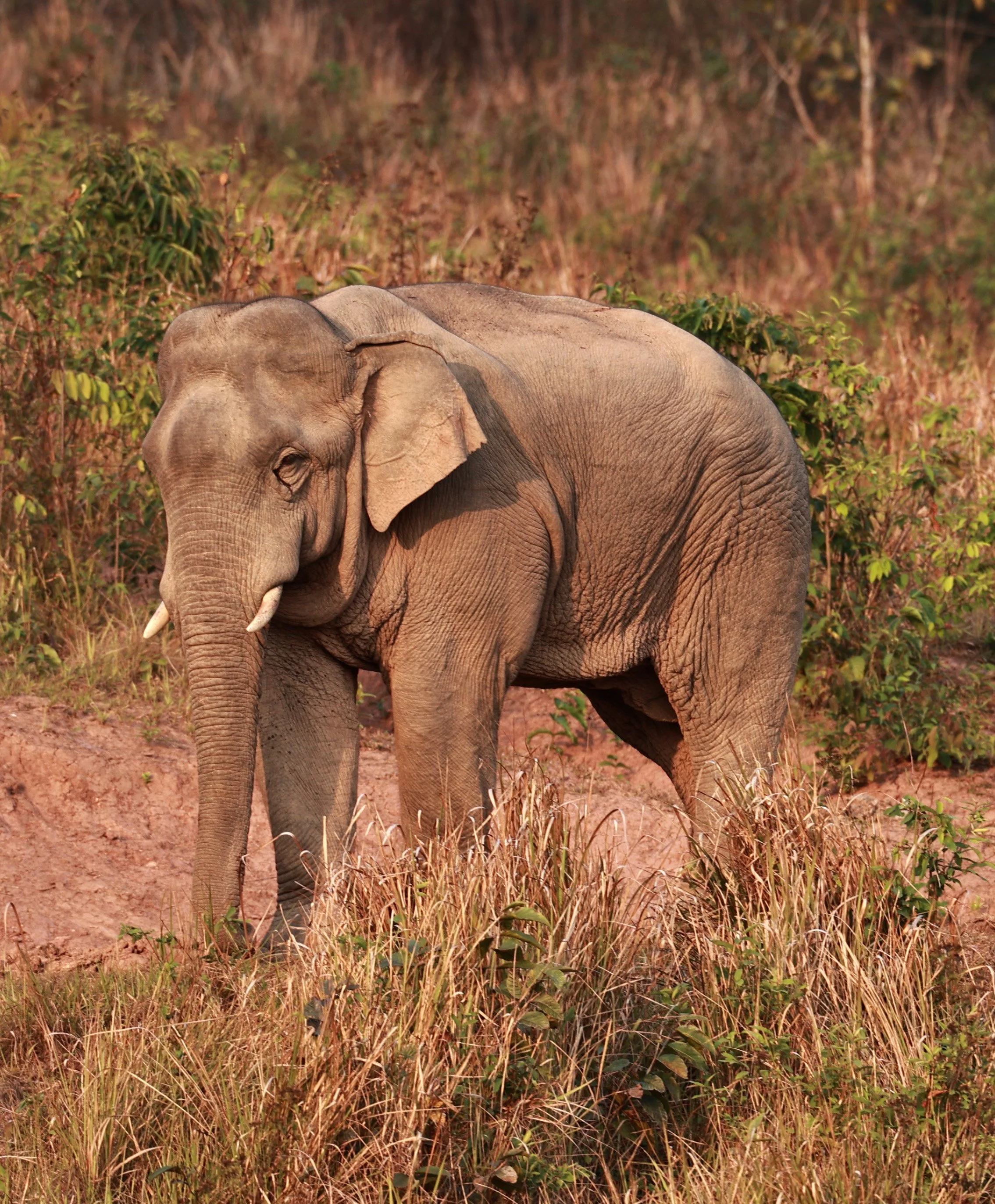 Asian Elephant (Elephas maximus) Khao Yai National Park, Thailand (11).jpg