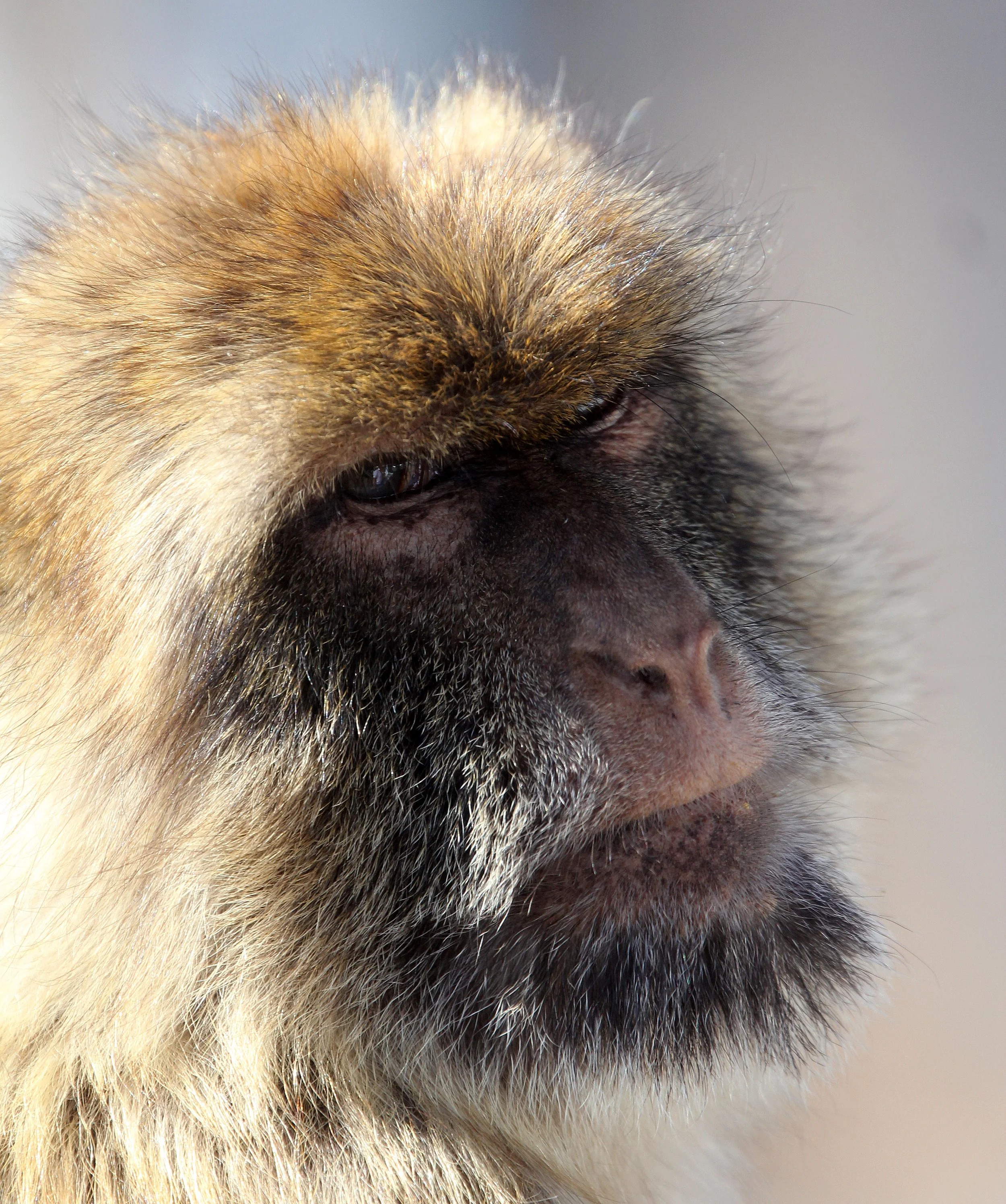 CERCOPITHECIDAE - Macaca sylvanus - MACAQUE - BARBARY MACAQUE - GIBRALTAR (38).JPG