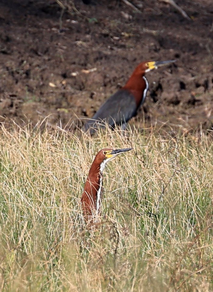 Rufescent Tiger-Heron (Tigrisoma lineatum) Reserva Nueland  Selva Serena 