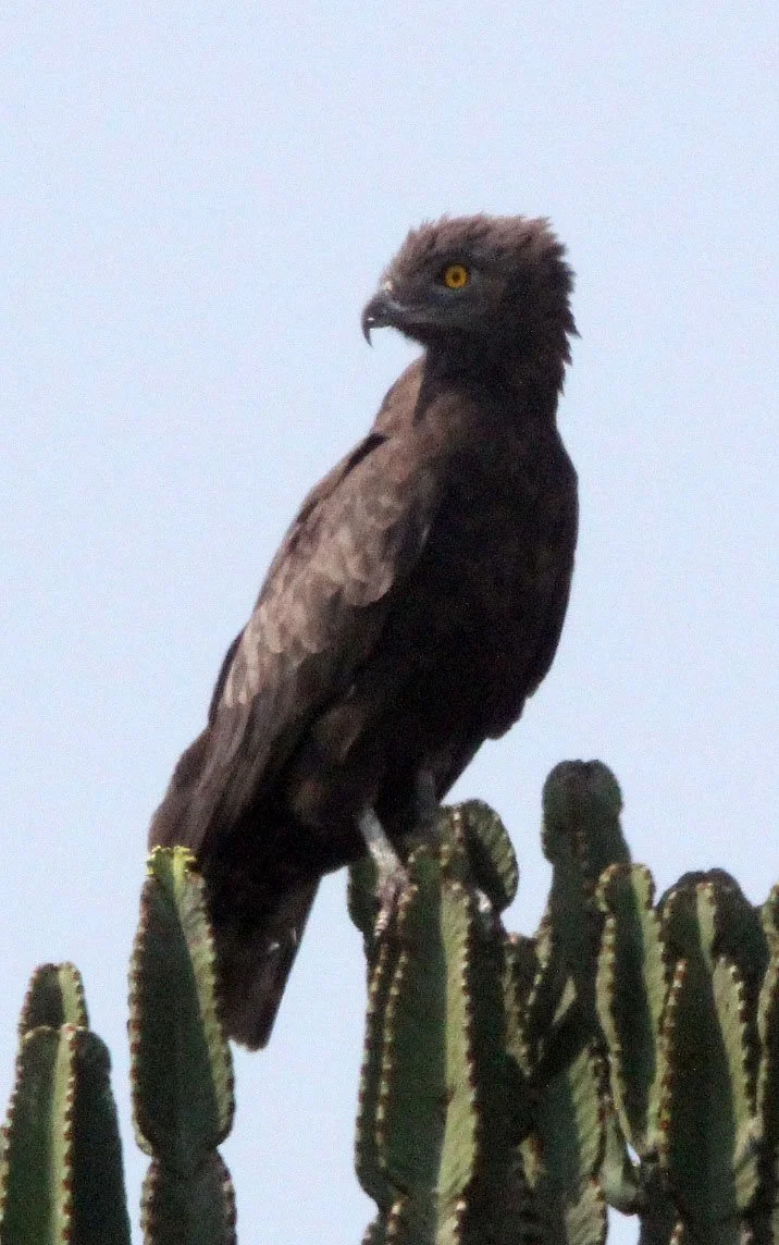 Circaetus cinereus - BROWN SNAKE EAGLE - QUEEN ELIZABETH NATIONAL PARK UGANDA (19).JPG
