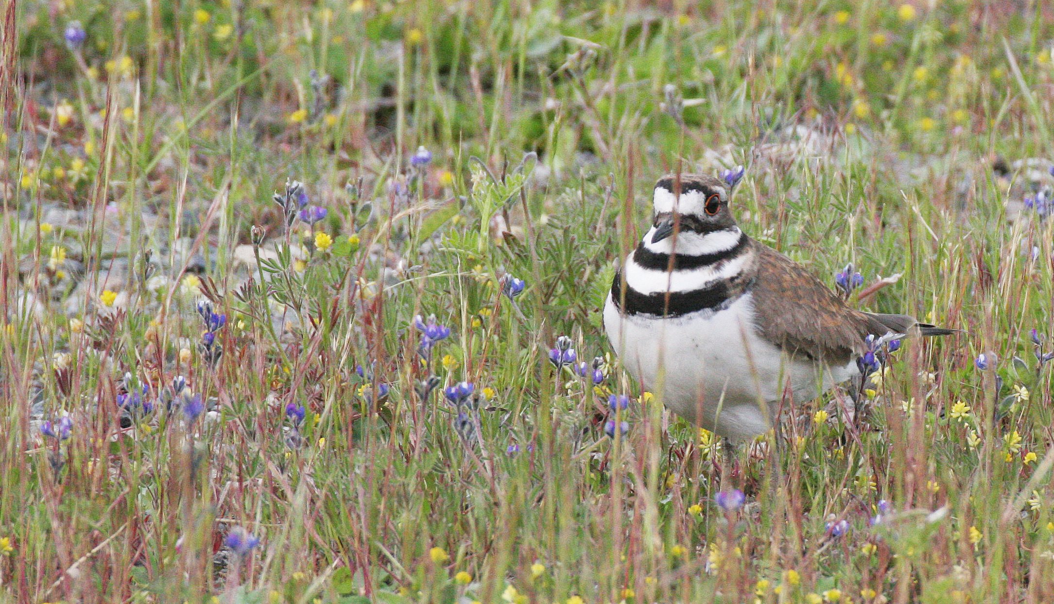 BIRD - KILLDEER - SEQUIM WA (3).JPG