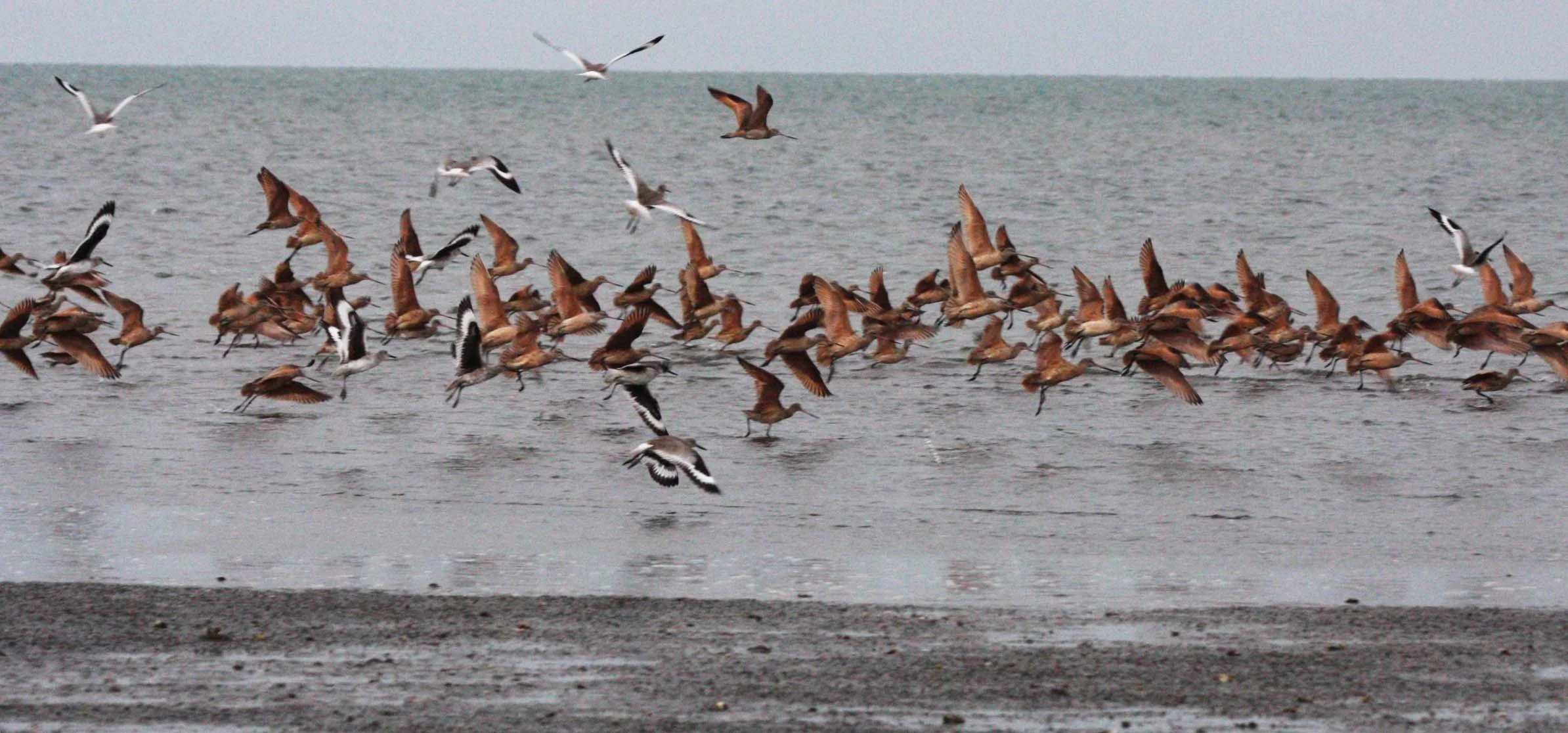 BIRD - GODWIT - MARBLED GODWITS WITH WILLETS - SAN IGNACIO LAGOON BAJA MEXICO (2).JPG
