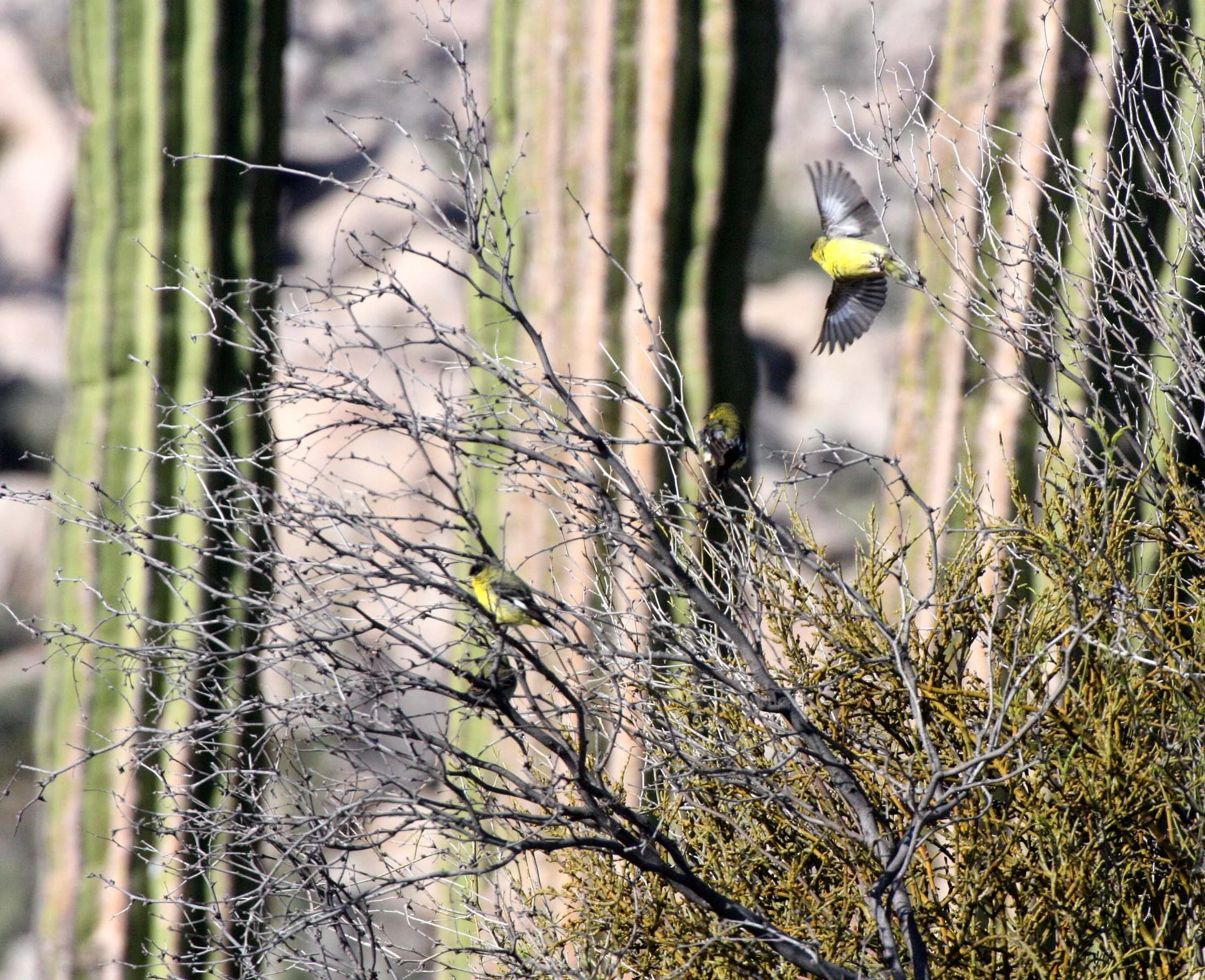 Lesser Goldfinch (Spinus psaltria) Catavina Desert, Baja Mexico (1).JPG