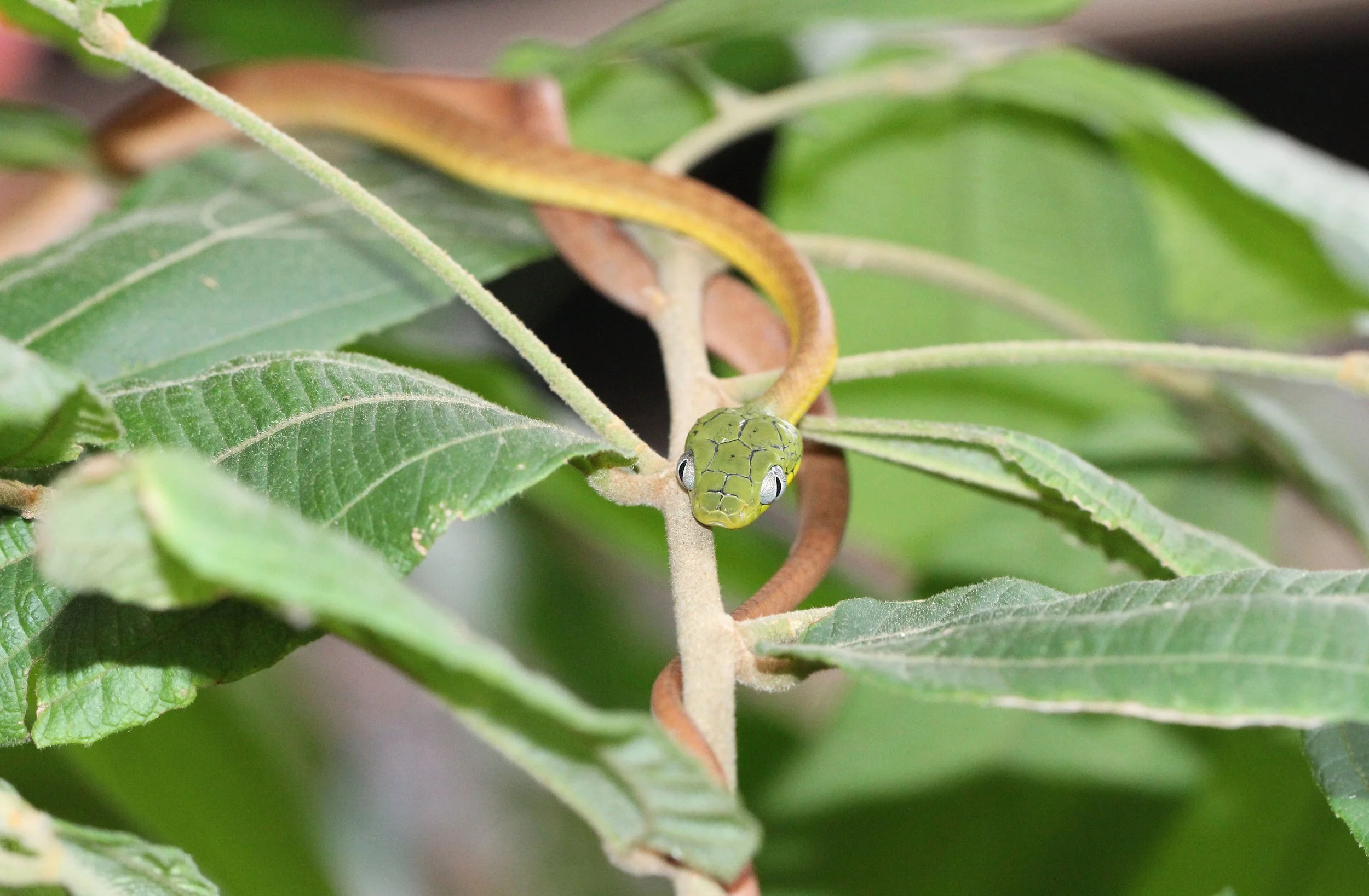 Boiga cyanea - GREEN CAT SNAKE - KOH LANTA THAILAND (173).JPG