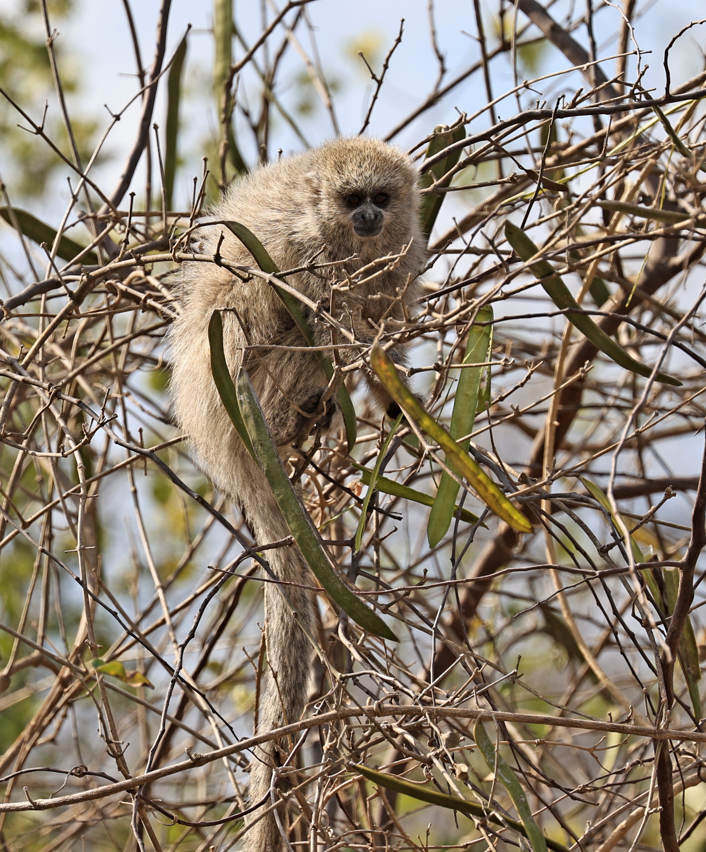 Chacoan Titi (Plecturocebus pallescens) Agua Dulce Paraguay (12).jpg