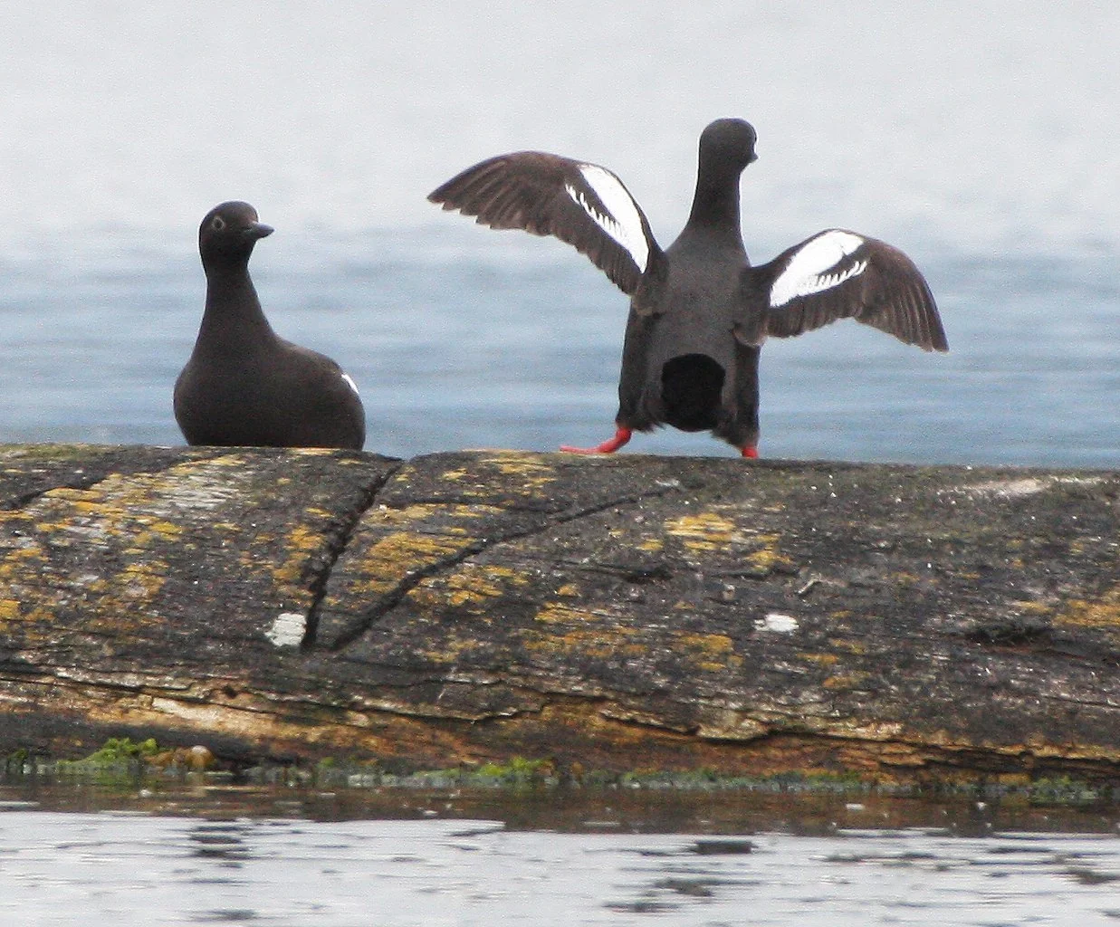 Cepphus columba adiantus - PIGEON GUILLEMOT - PORT ANGELES HARBOR WA (17).JPG