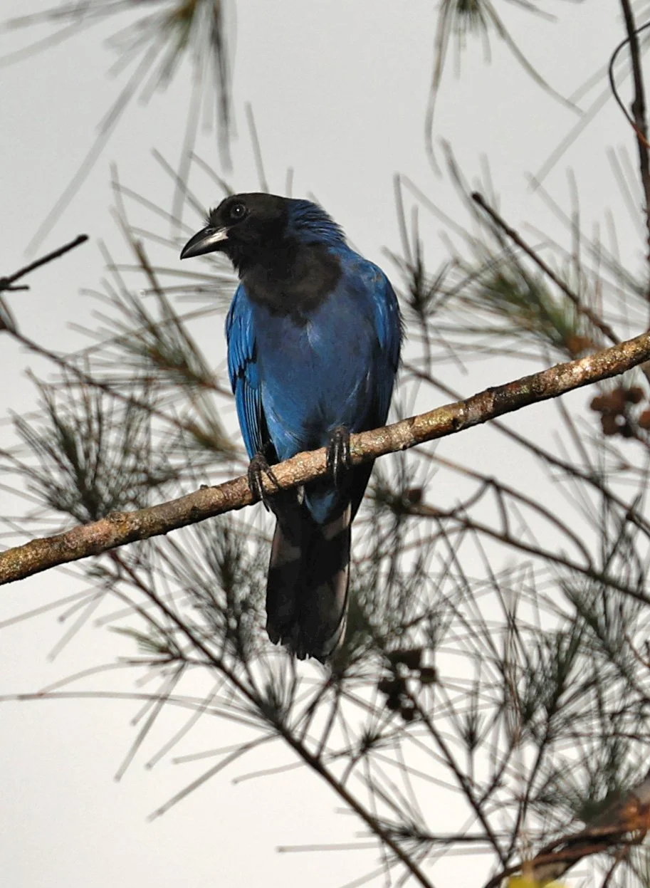 Azure Jay (Cyanocorax caeruleus) Superagui National Park, Brazil (14).jpg