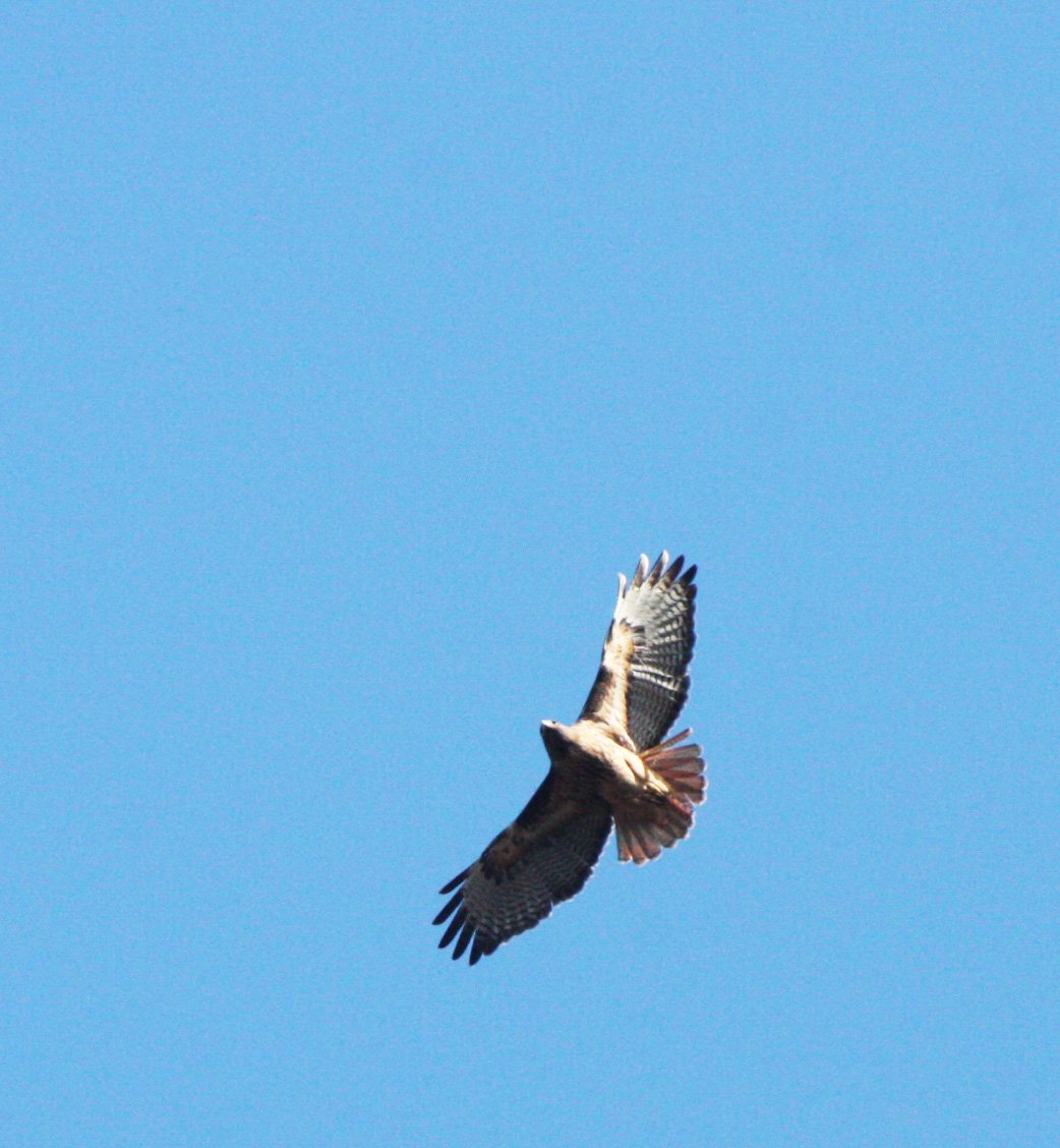 Buteo jamaicensis - RED-TAILED HAWK - LAKE FARM TRAILS (8).JPG