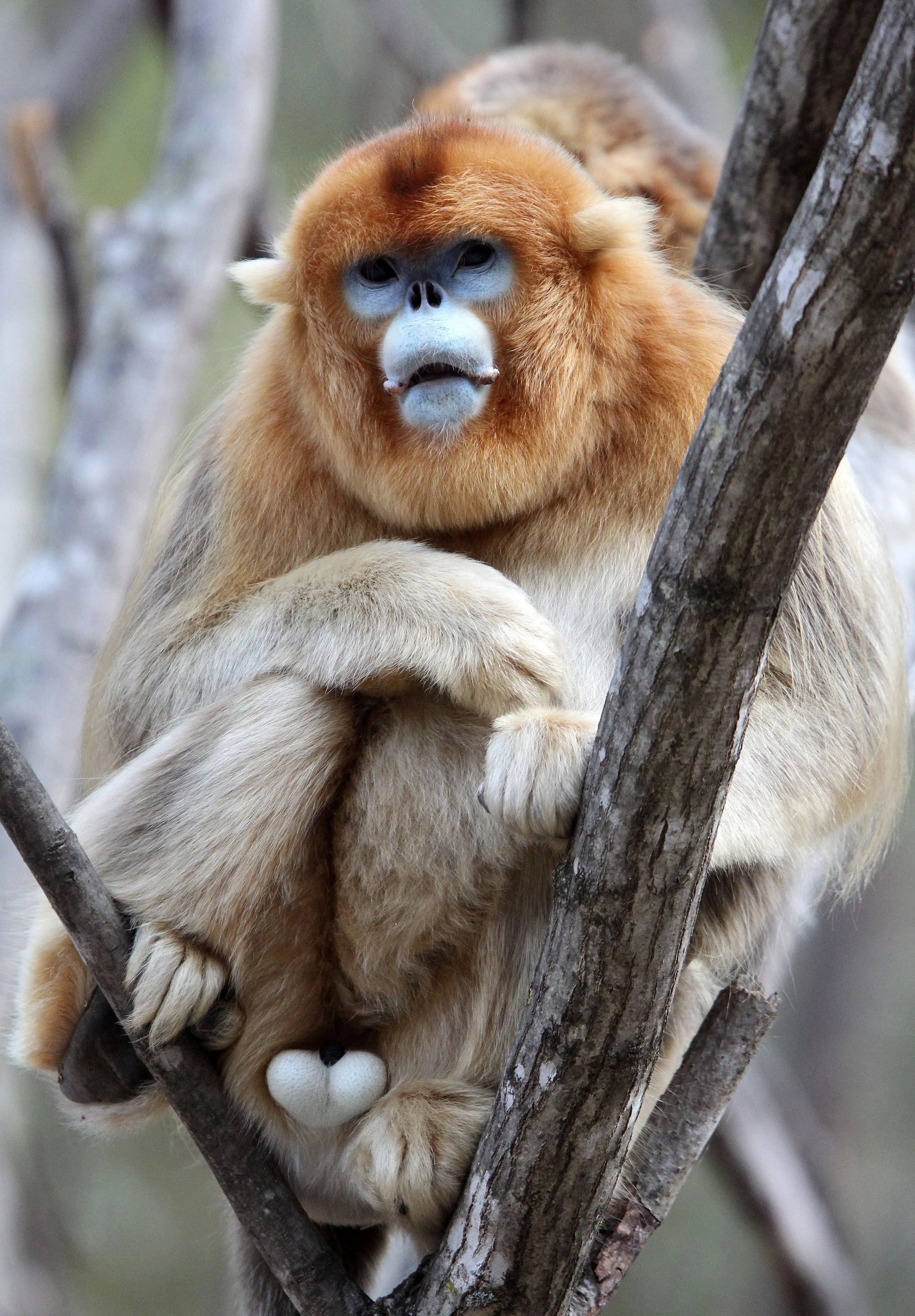 CERCOPITHECIDAE - Rhinopithecus roxellana qinlingensis - QINLING GOLDEN SNUB-NOSED MONKEY - FOPING NATURE RESERVE, SHAANXI CHINA (137).JPG