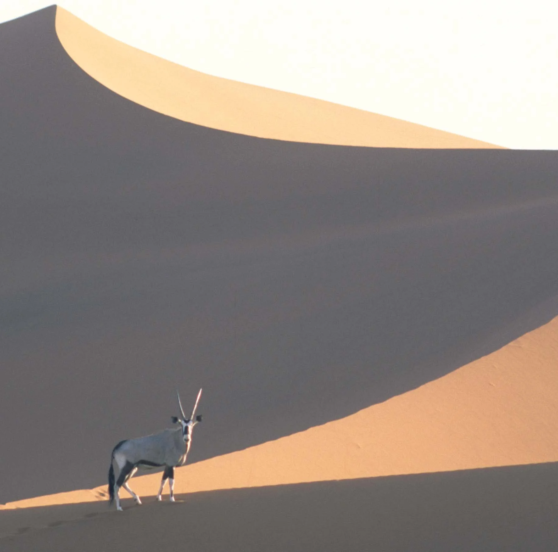 BOVID - ORYX - DESERT GEMSBOK - NAMIBIA (2).jpg