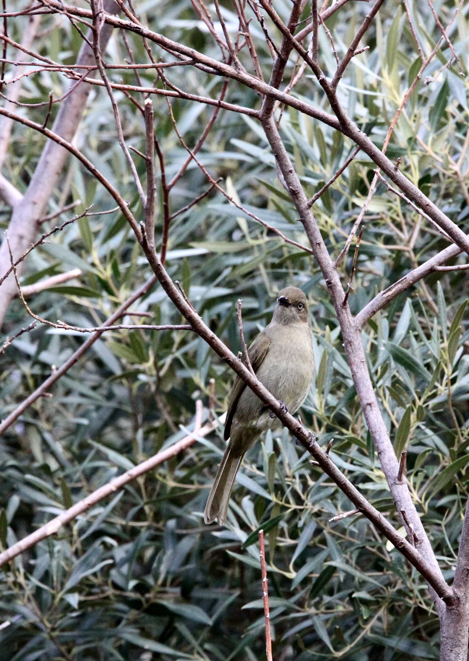 BULBUL - SOMBRE GREENBUL - Andropadus importunus - CAPE TOWN ARBORETUM SOUTH AFRICA (1).JPG