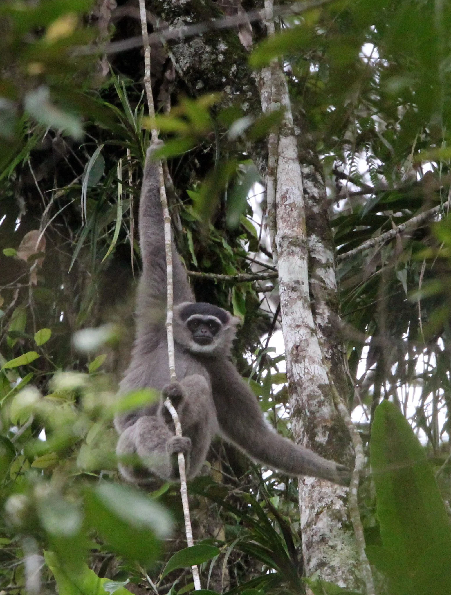 HYLOBATIDAE - Hylobates moloch moloch - MOLOCH SILVERY GIBBON (JAVAN) - GEDE NATIONAL PARK JAVA BARAT INDONESIA (43).JPG