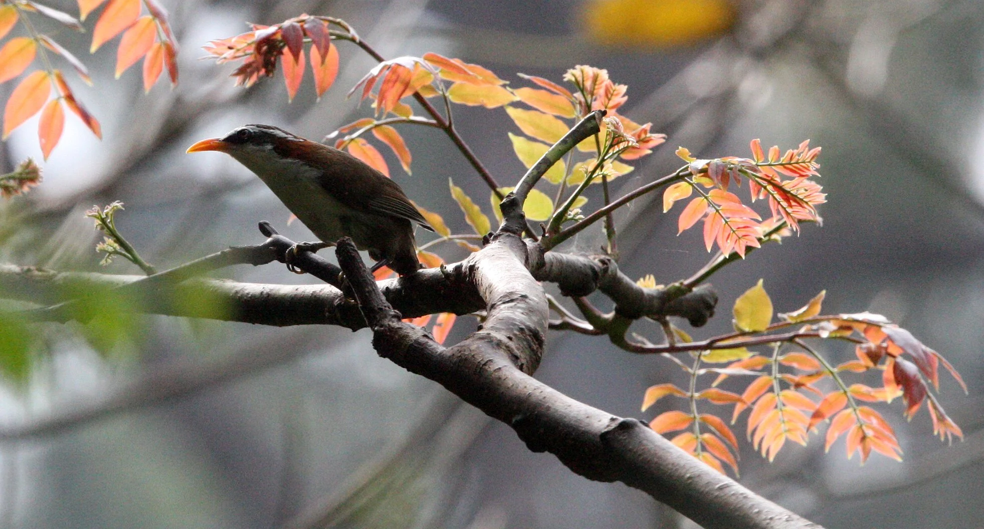 SCIMITAR BABBLER - WHITE-BROWED SCIMITAR BABBLER - Pomatorhinus schisticeps - KAENG KRACHAN NP THAILAND (6).JPG