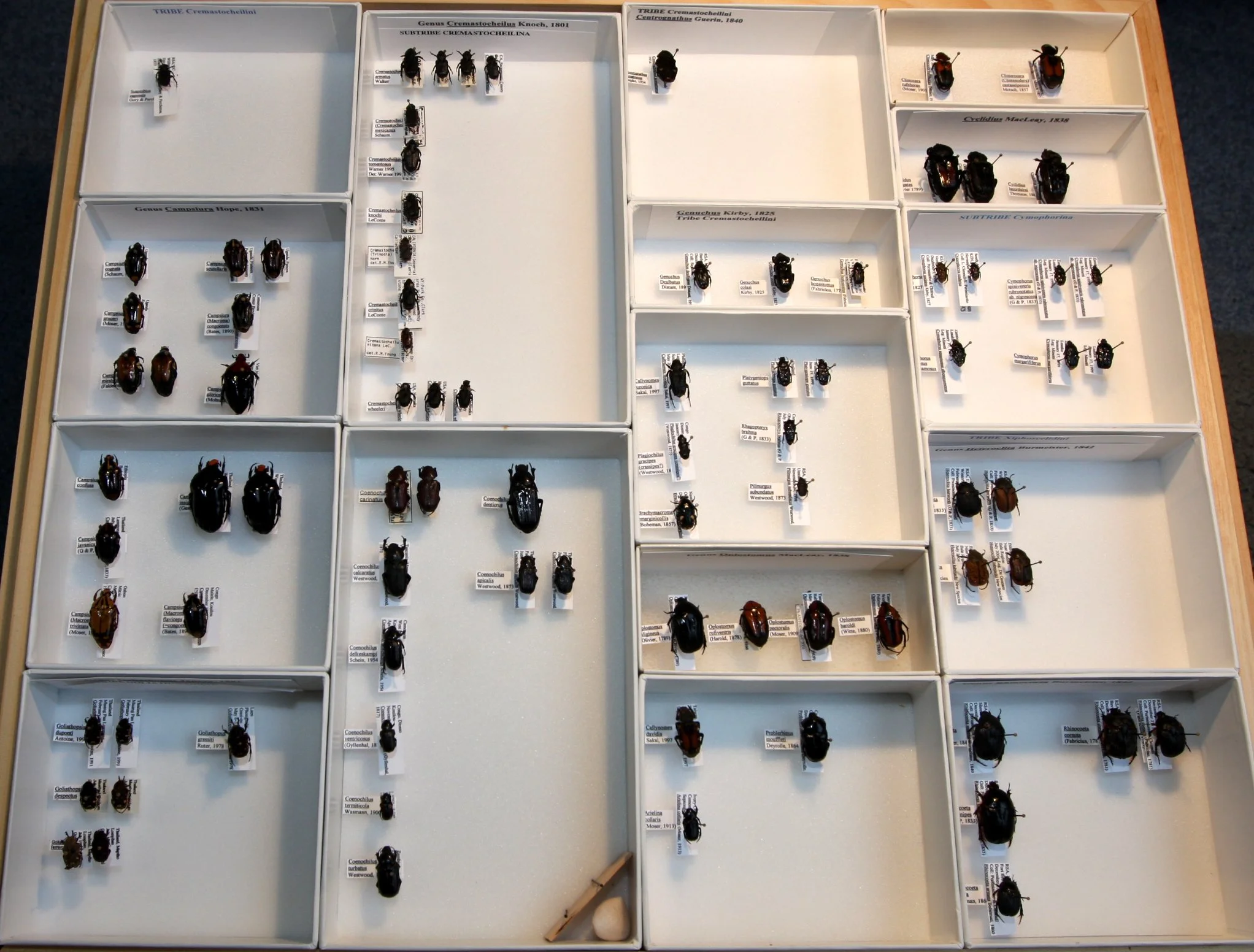 Cetoniinae 1 – Chremastocheilini – misc species.JPG