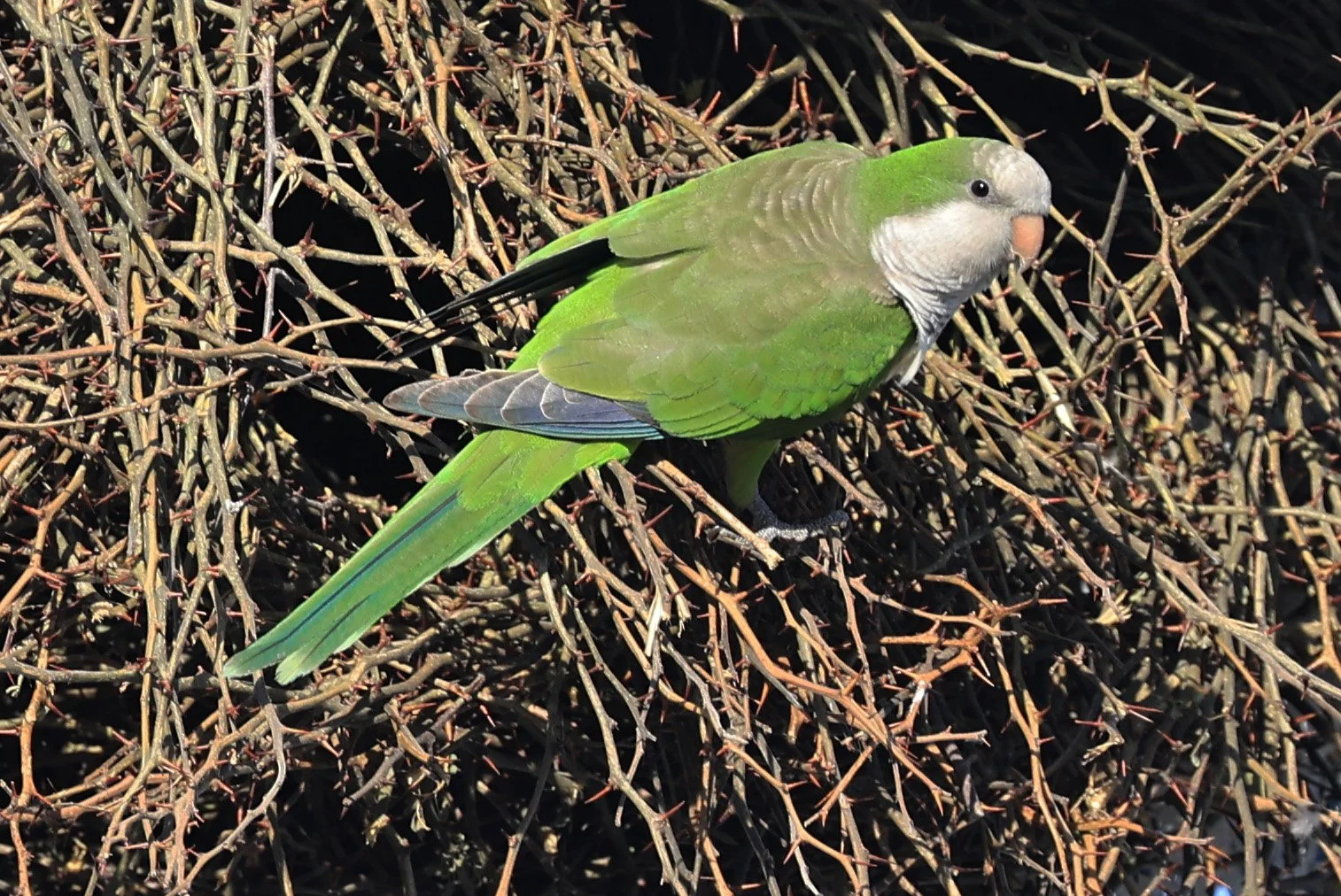 Monk Parakeet (Myiopsitta monachus) Fortin Toledo Paraguay (14).jpg