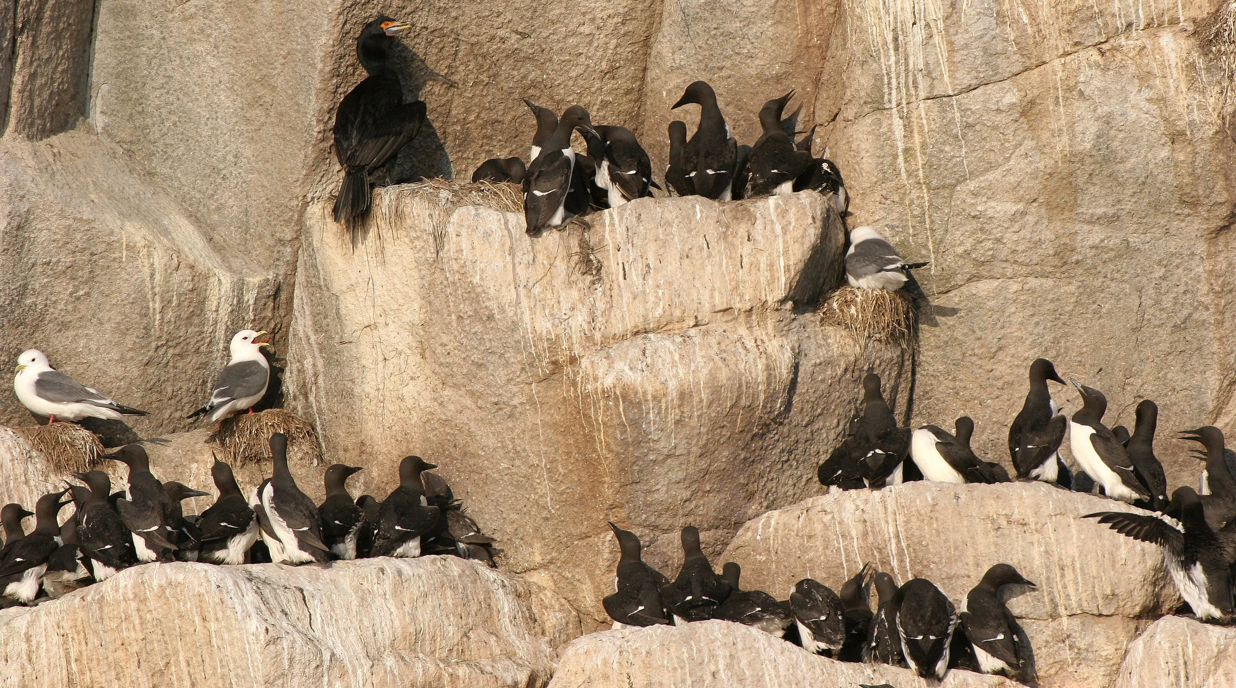 Uria lomvia eleonorae - THICK AND THIN-BILLED MURRES MIXED WITH KITTIWAKES AND RED-FACED CORMORANTS - BIRD BAZAARS COMMANDERS  (18).jpg