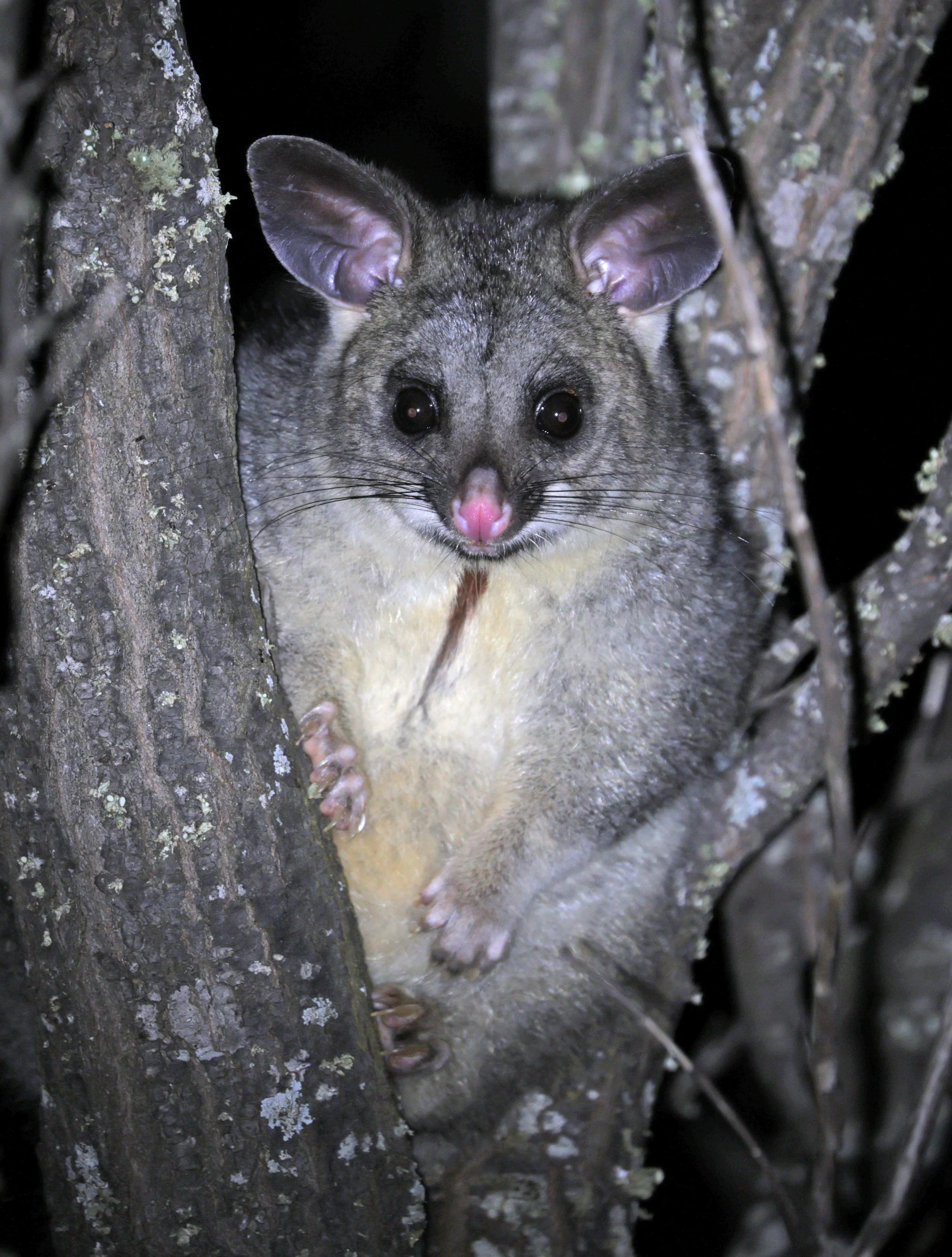 Southwestern Brushtail Possum or Koomal (Trichosurus vulpecula hypoleucus) Western Australia