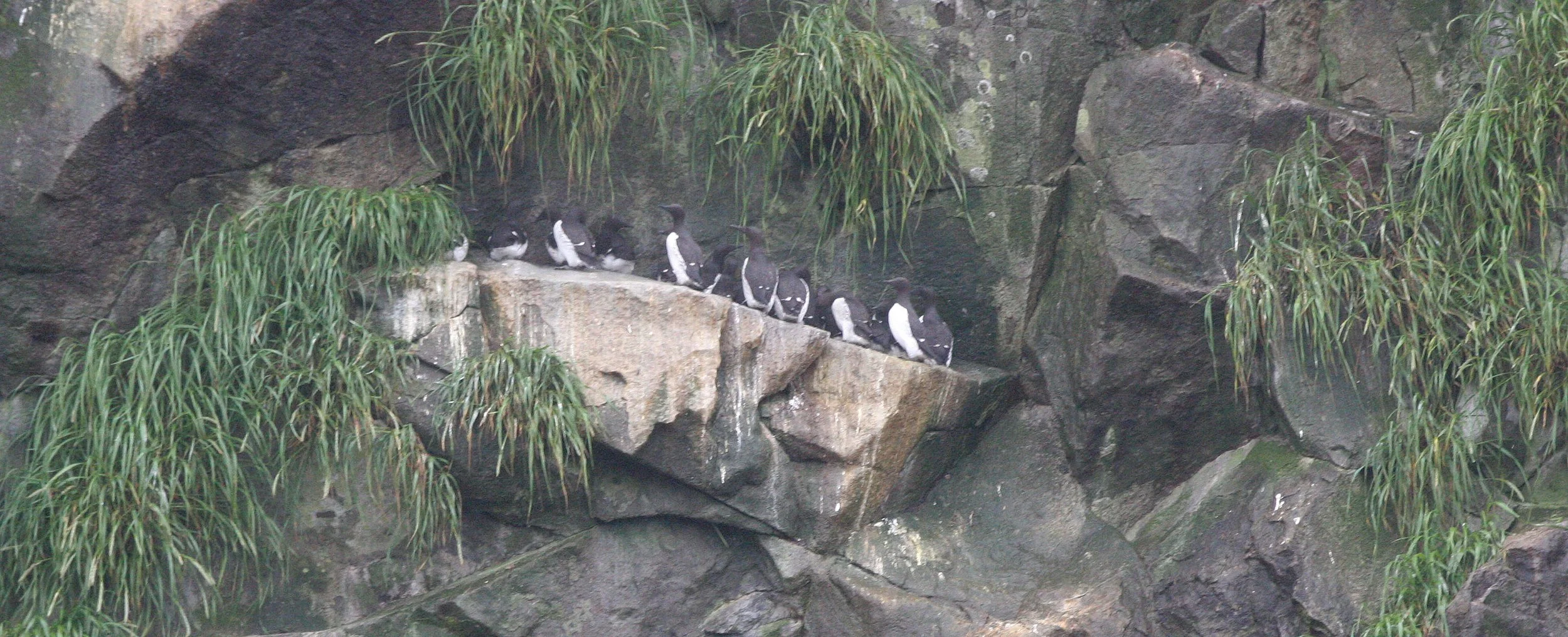 Uria lomvia eleonorae - THICK AND THIN-BILLED MURRES OFF KAMCHATKA COAST (1).jpg