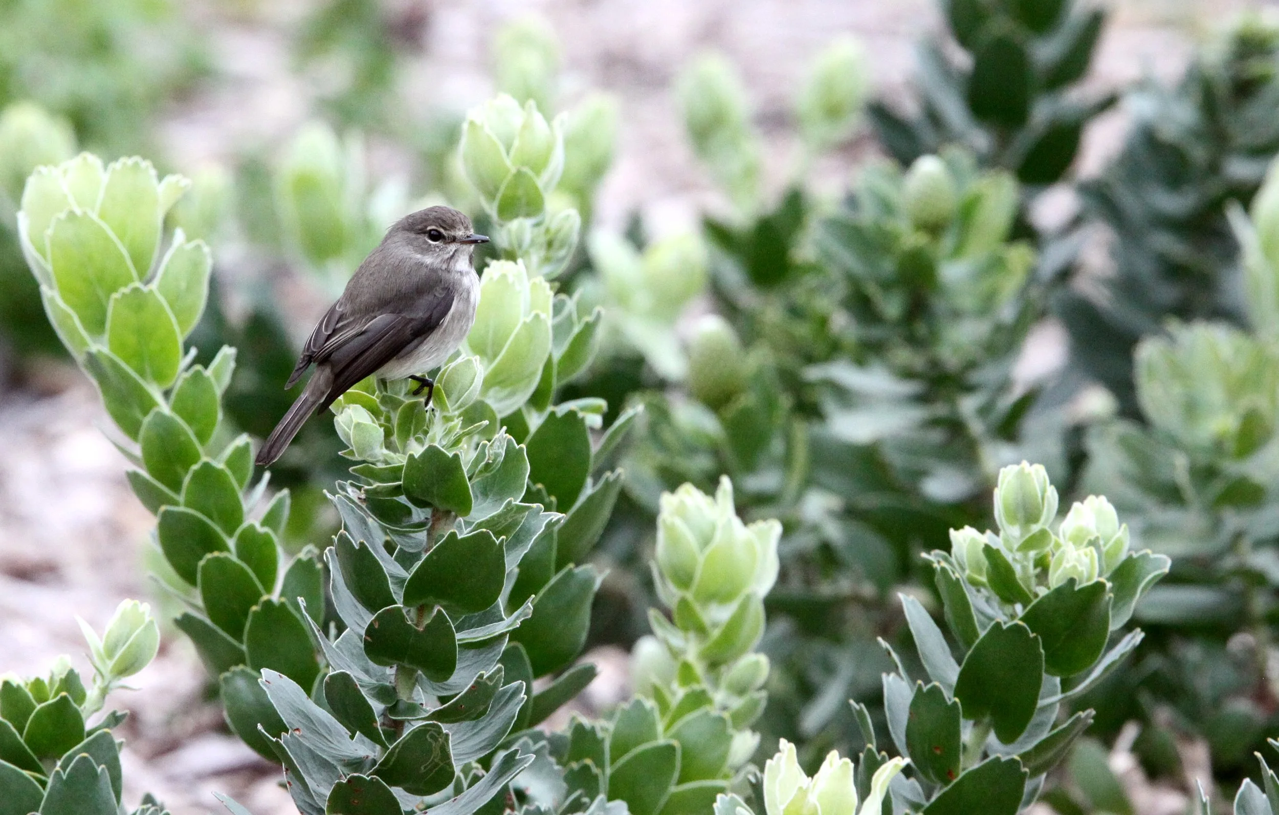 BIRD - FLYCATCHER - AFRICAN DUSKY FLYCATCHER - CAPE TOWN ARBORETUM SOUTH AFRICA.JPG