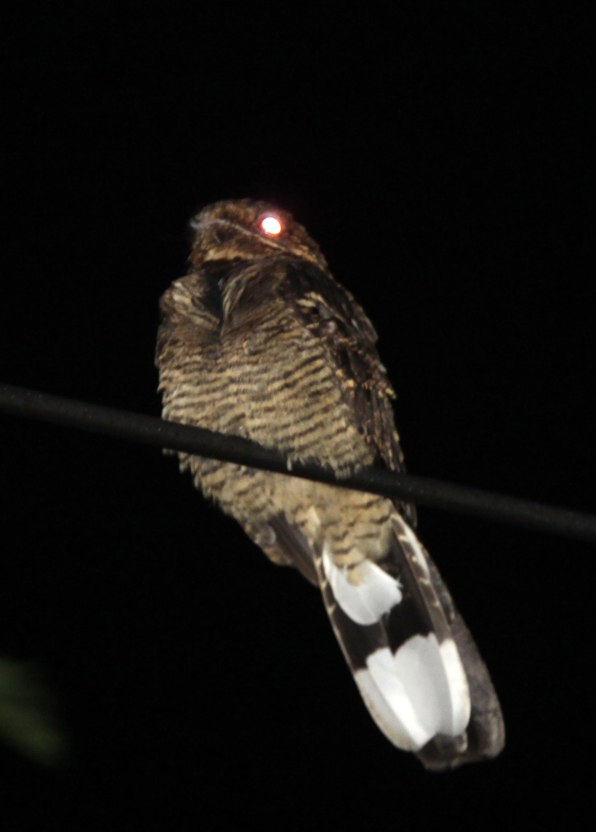 NIGHTJAR - LARGE-TAILED NIGHTJAR - Caprimulgus macrurus - KAENG KRACHAN  NATIONAL PARK THAILAND (2).JPG