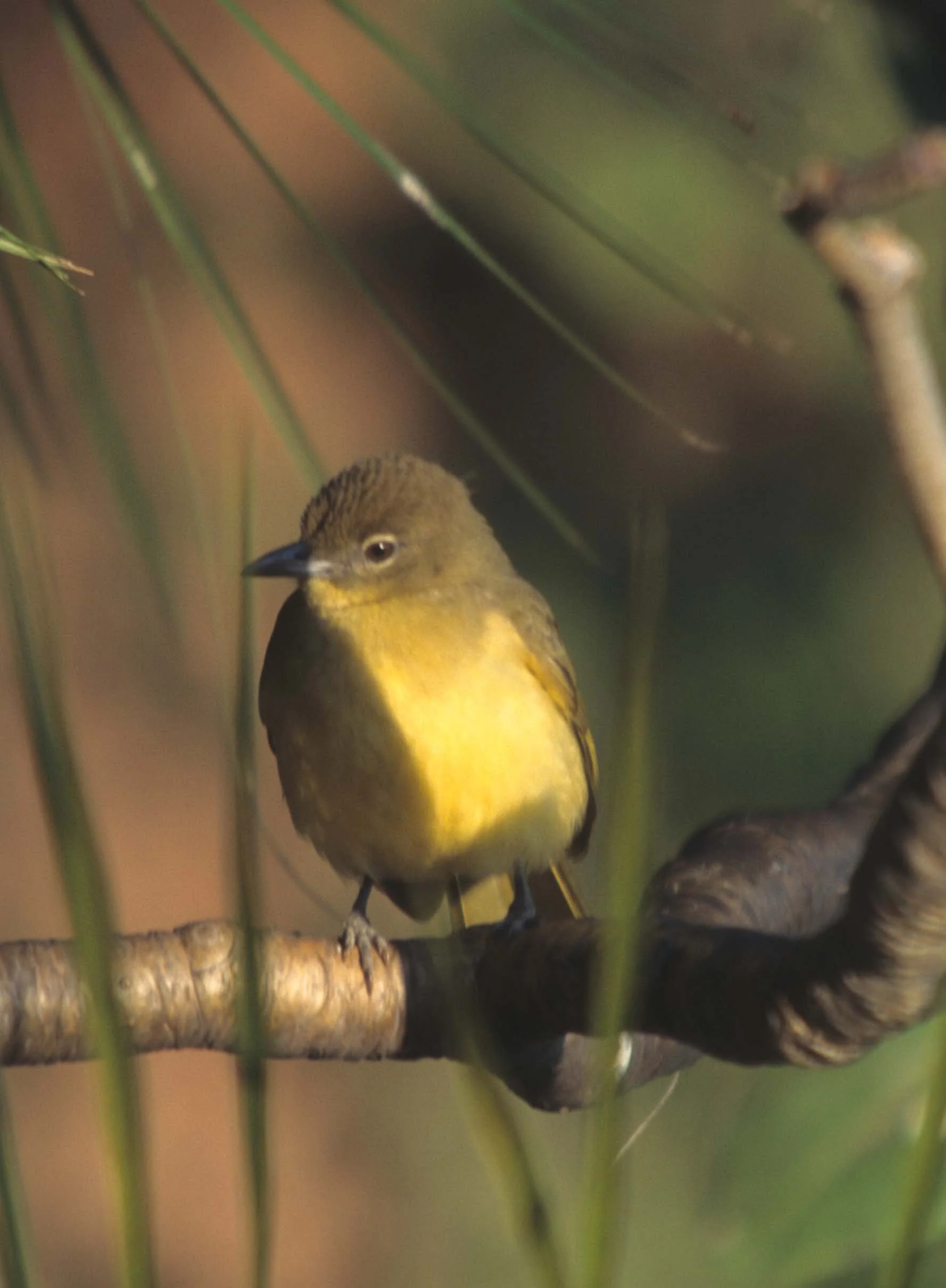 BIRDS - WARBLER - YELLOW- KRUGER.jpg