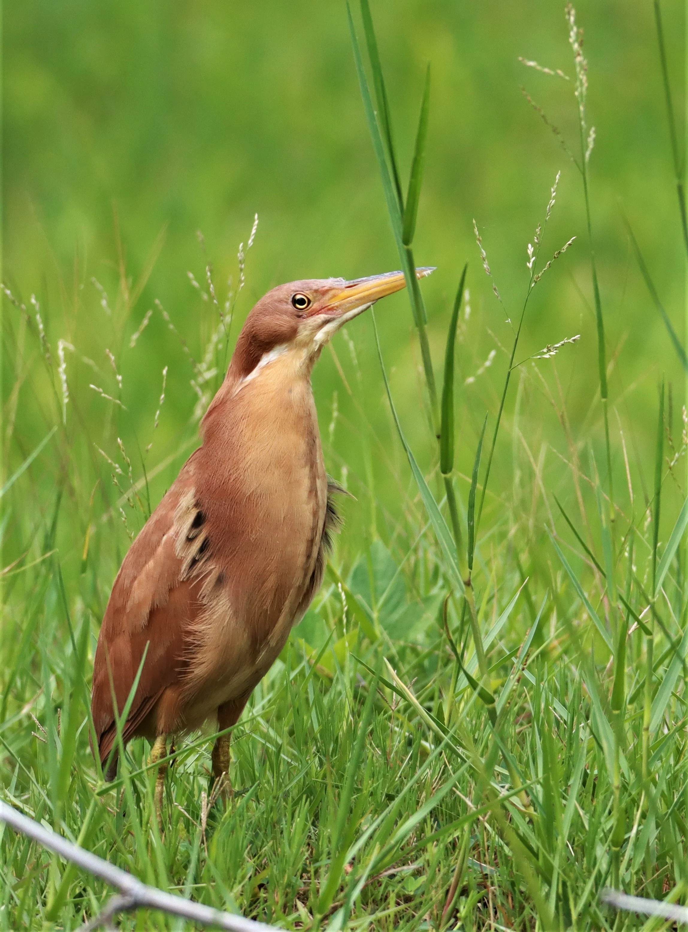 BITTERN - CINNAMON BITTERN (CHESTNUT BITTERN) - Ixobrychus cinnamomeus - BURIRAM HUAI CHORAKHE MAK (67).jpg