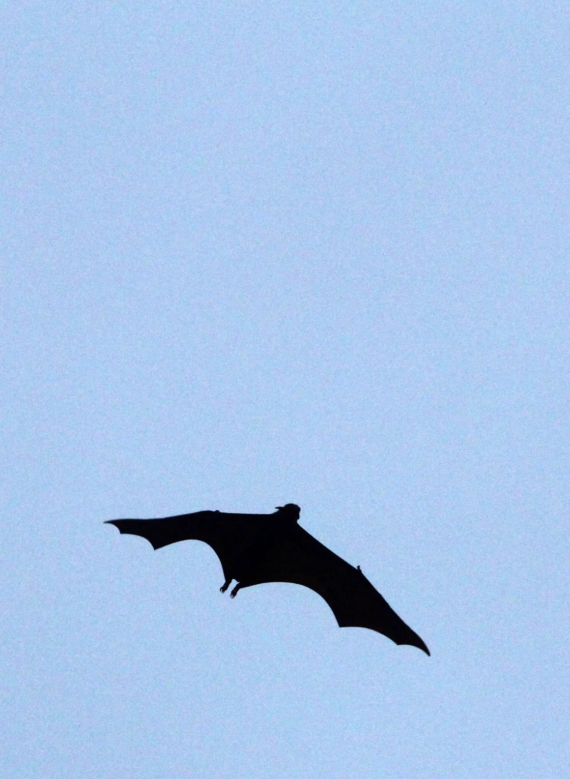Pteropus vampyrus - LARGE FLYING FOX - UJUNG KULON NATIONAL PARK JAVA BARAT INDONESIA (20).JPG