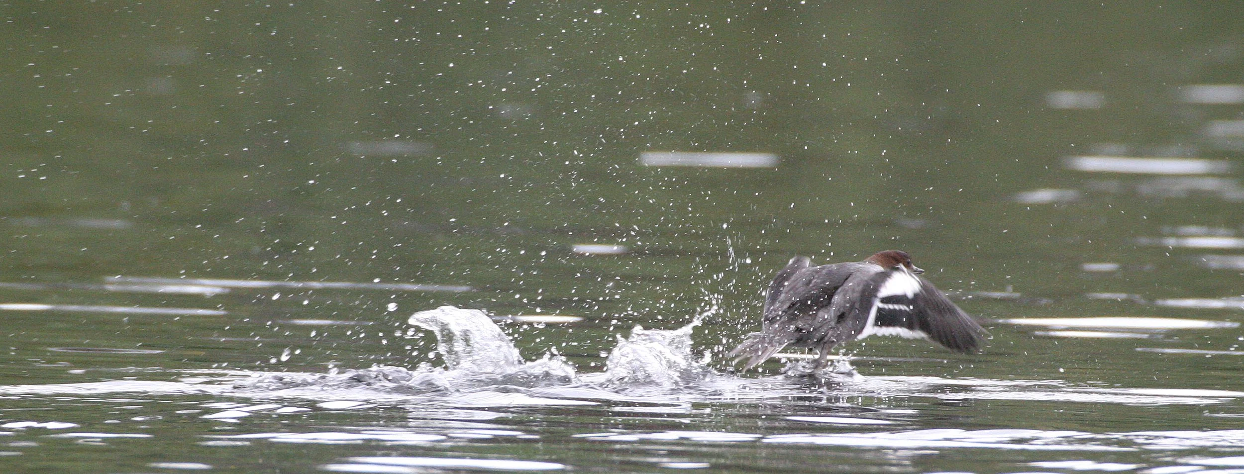 SMEW - Mergellus albellus - LEMMONJOKI NATIONAL PARK FINLAND (5).jpg