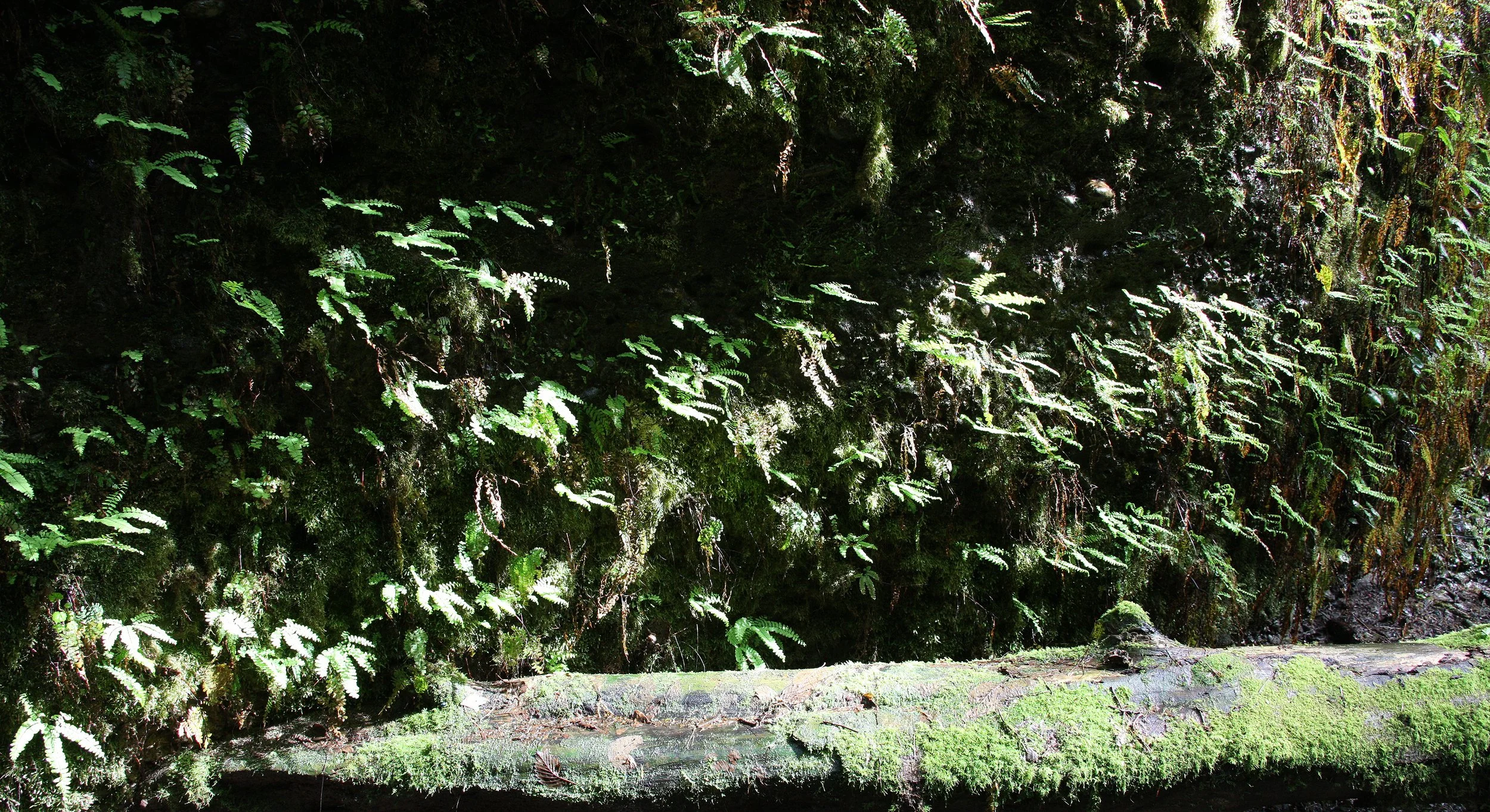 PRAIRIE CREEK STATE PARK CALIFORNIA - FERN CANYON.JPG